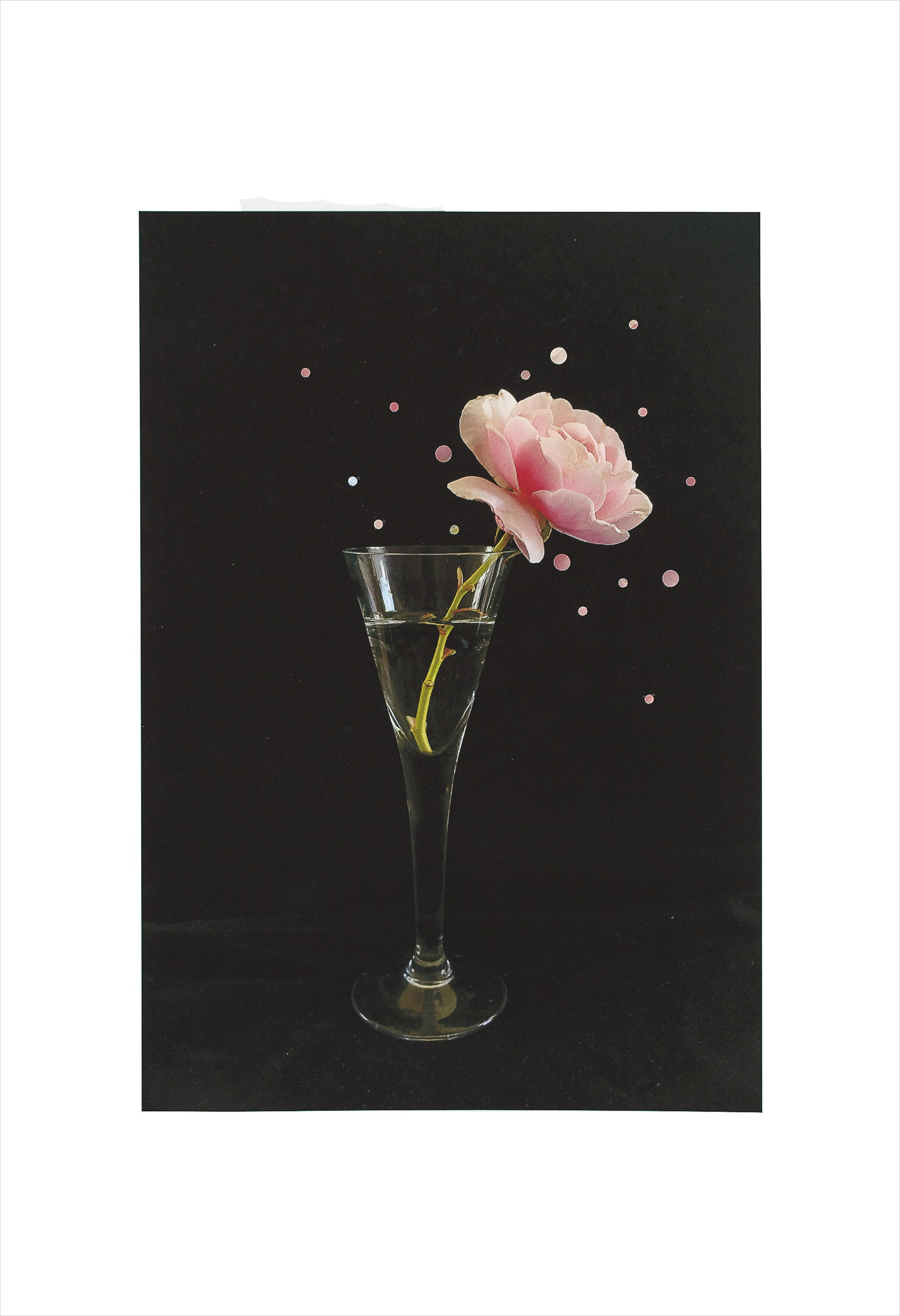 A Rose by Nathalie Seaver