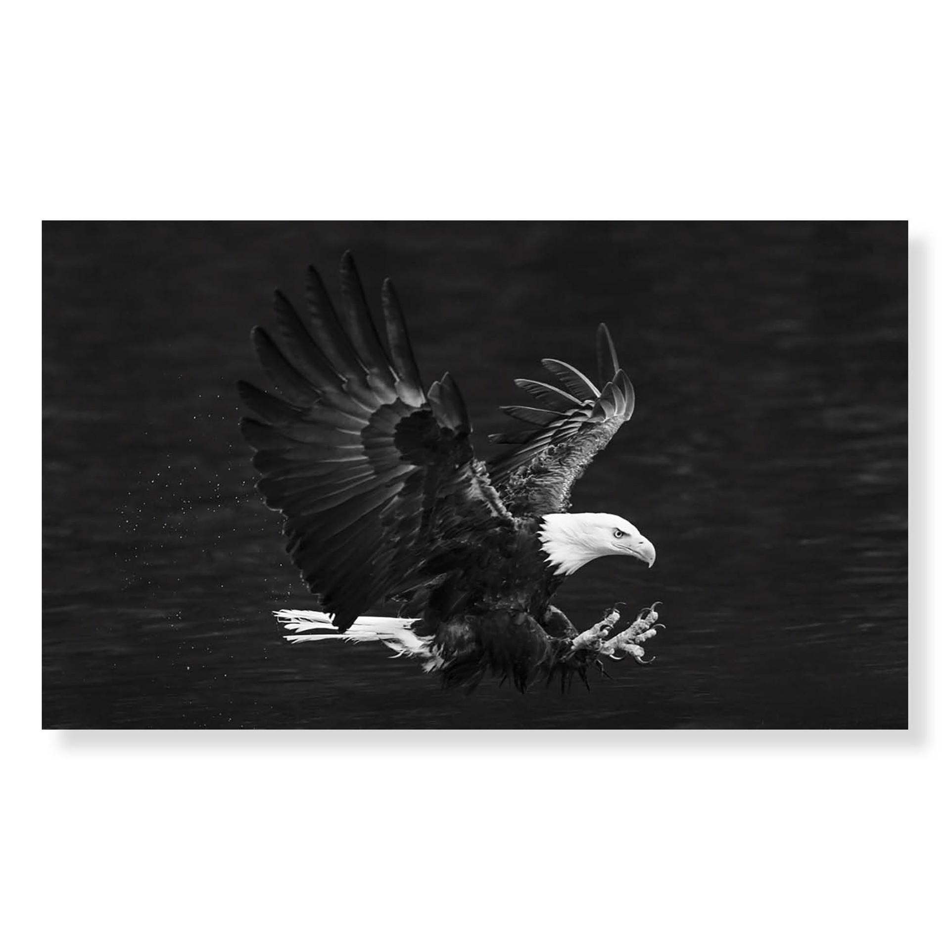 Eagle by David Yarrow