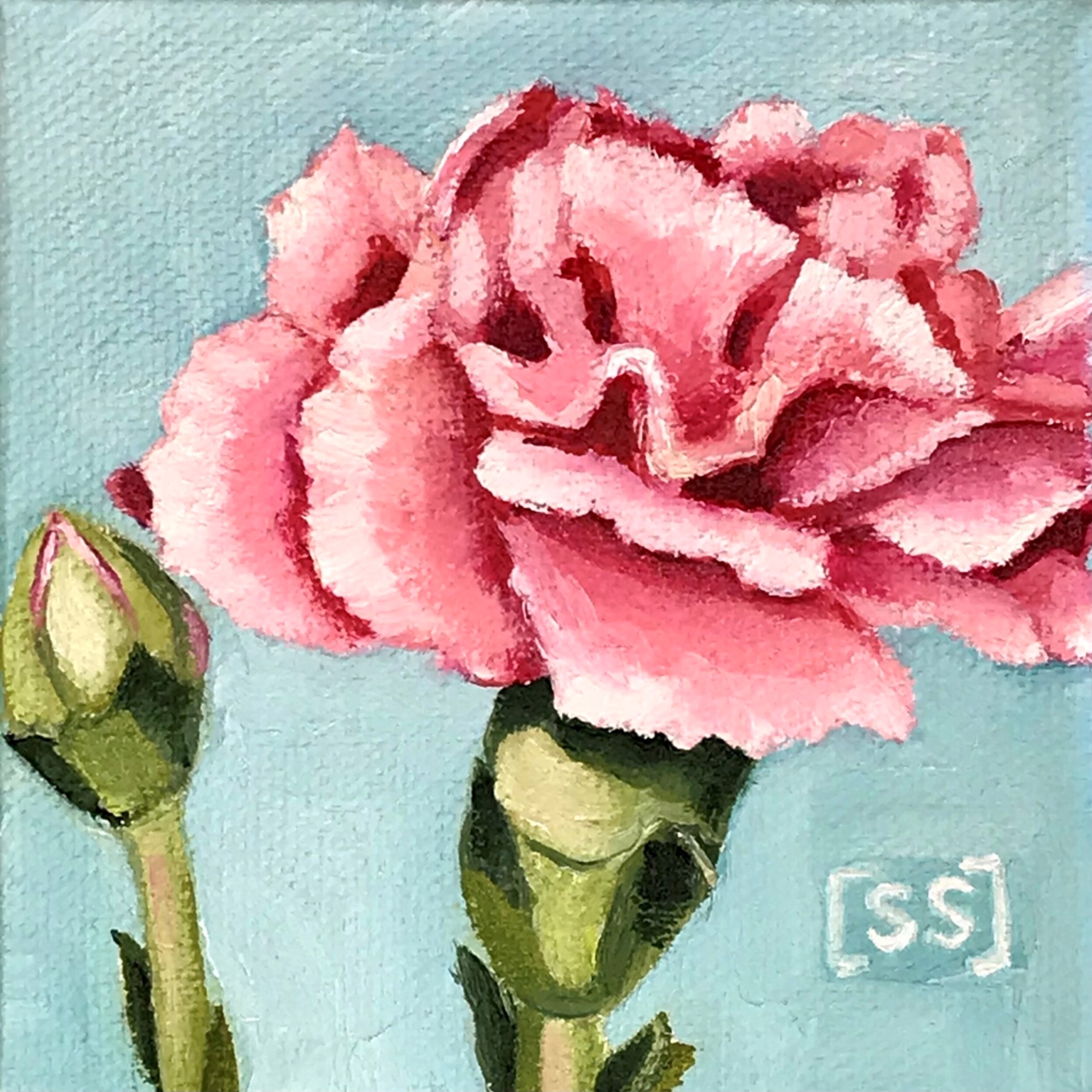 Pink Carnation by Sharon Sudduth