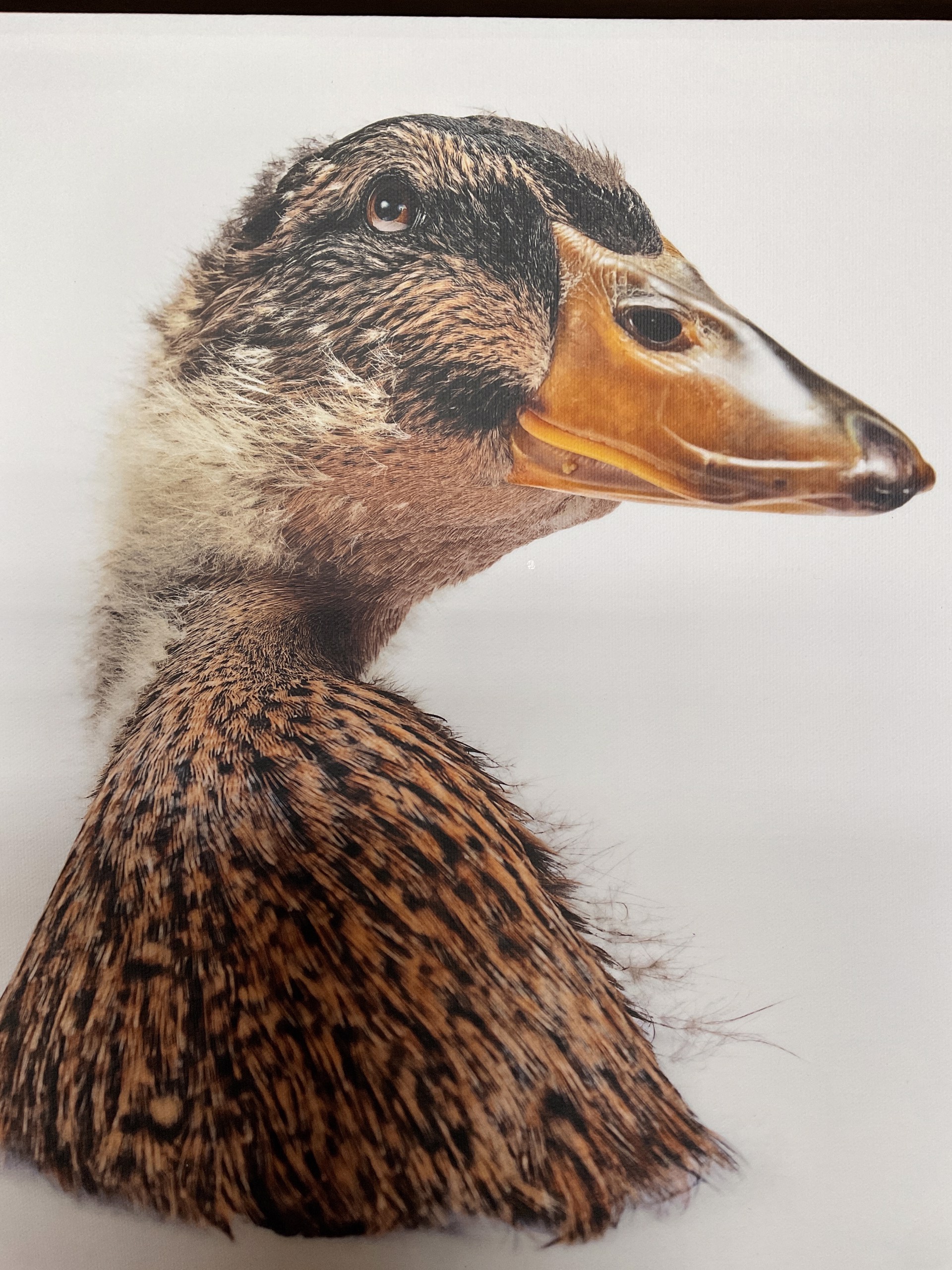 Mallard Duck 355 by Evan Kafka