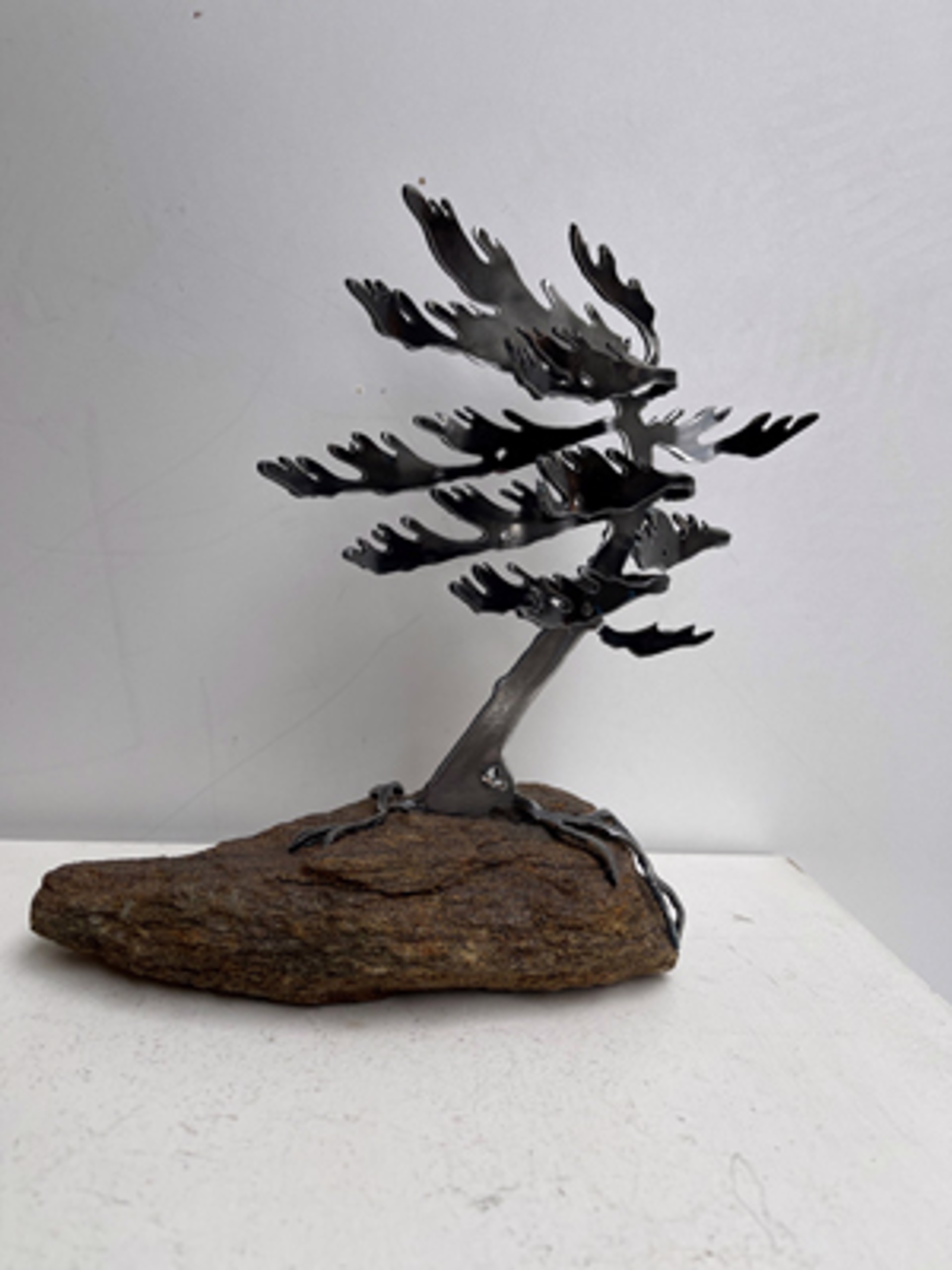 Windswept Pine 660047 by Cathy Mark