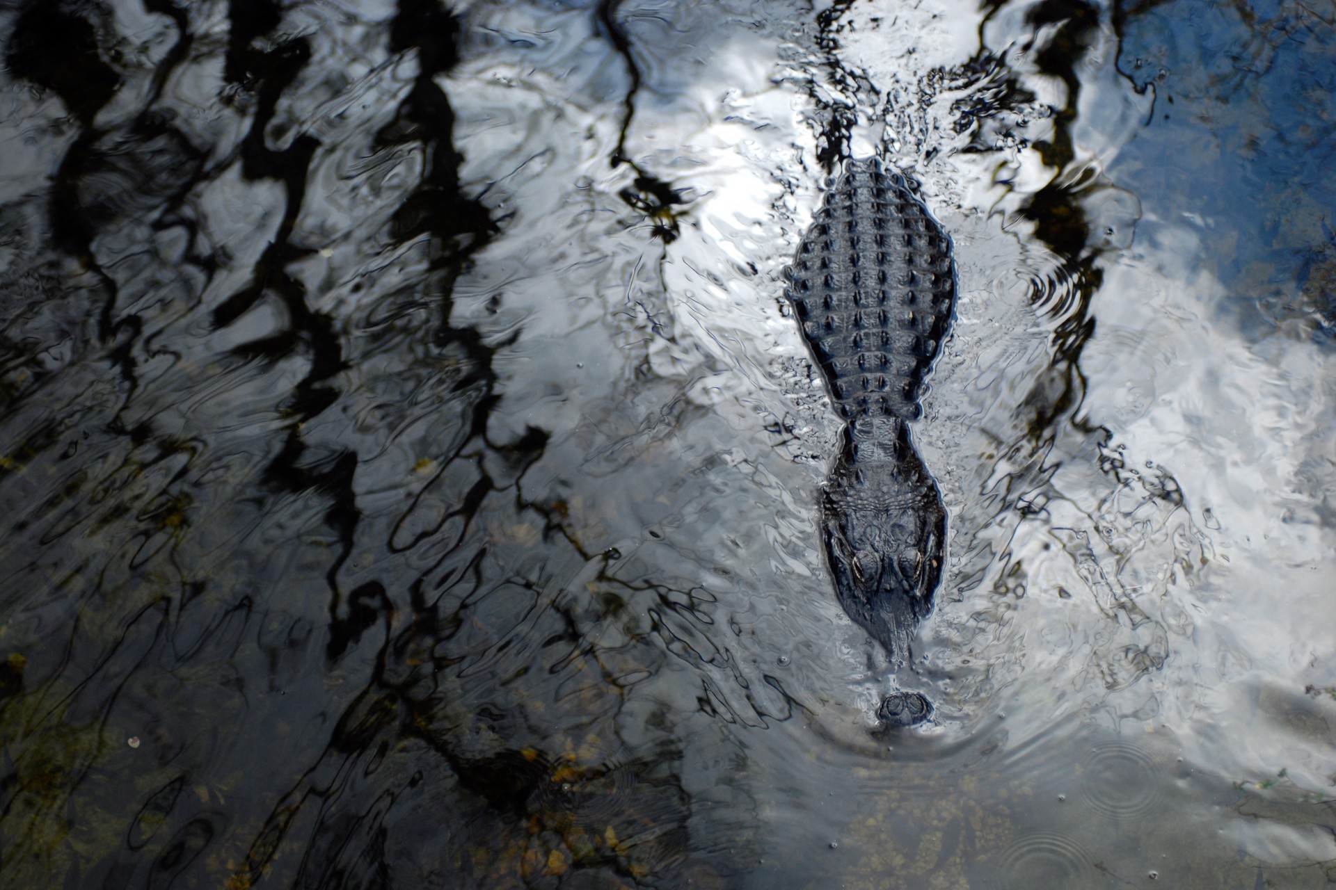 Gator Pond, Everglades by Carlton Ward Photography