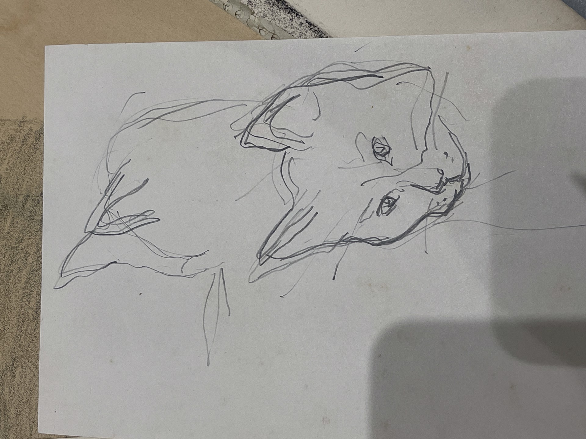 Cat Sketch by Shirley Rabe' Masinter