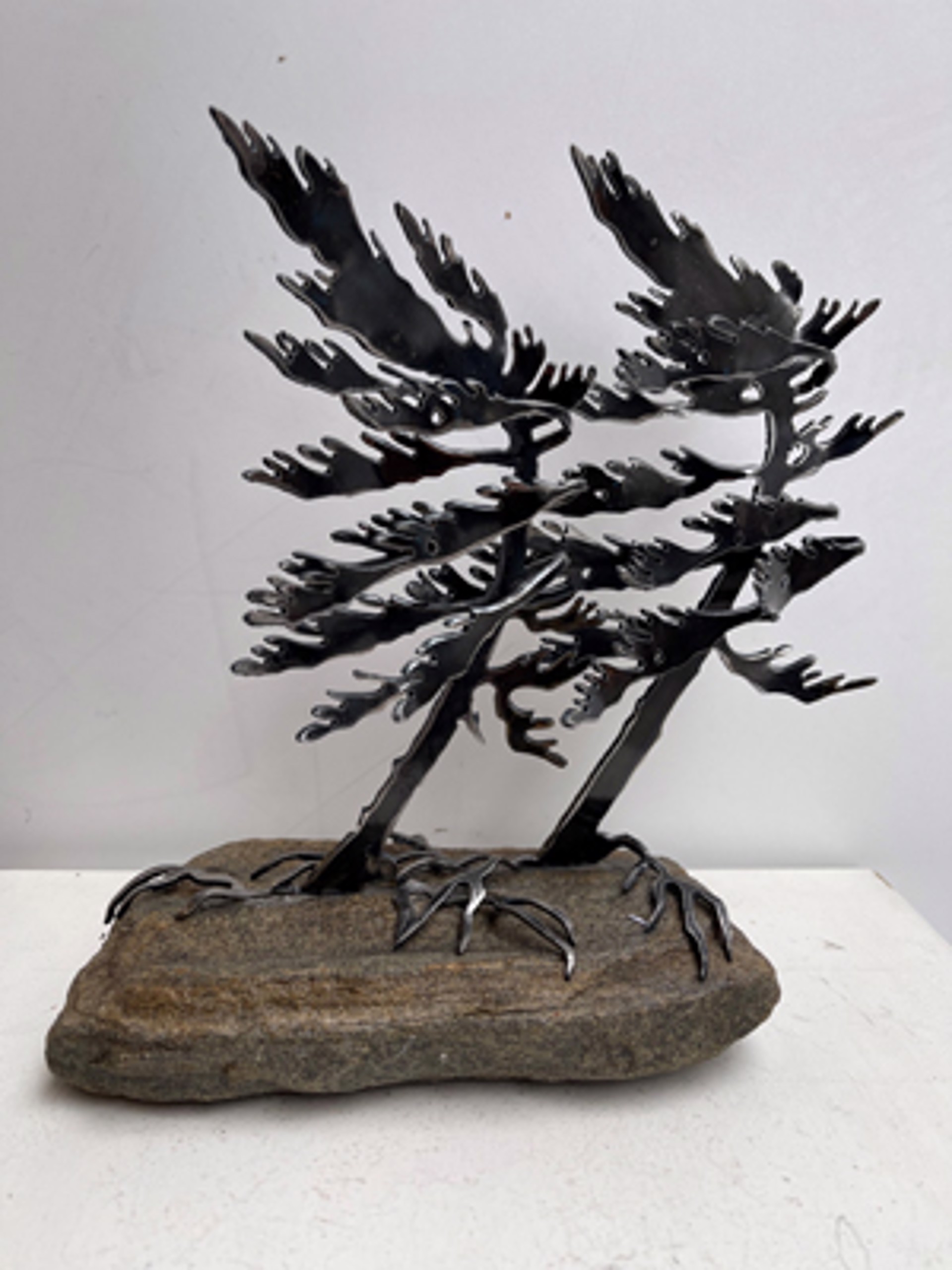 Windswept Pine 660063 by Cathy Mark