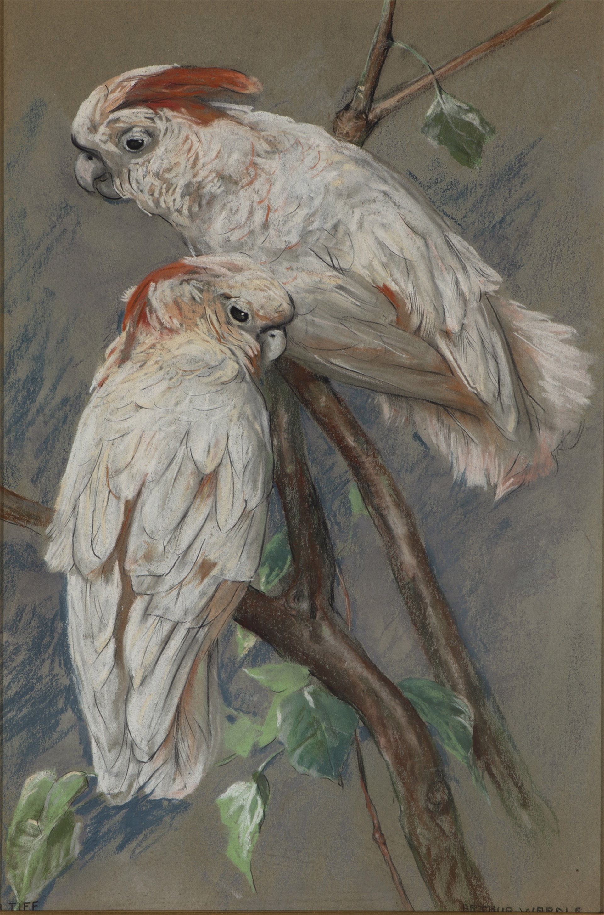 Cockatoos by Arthur Wardle