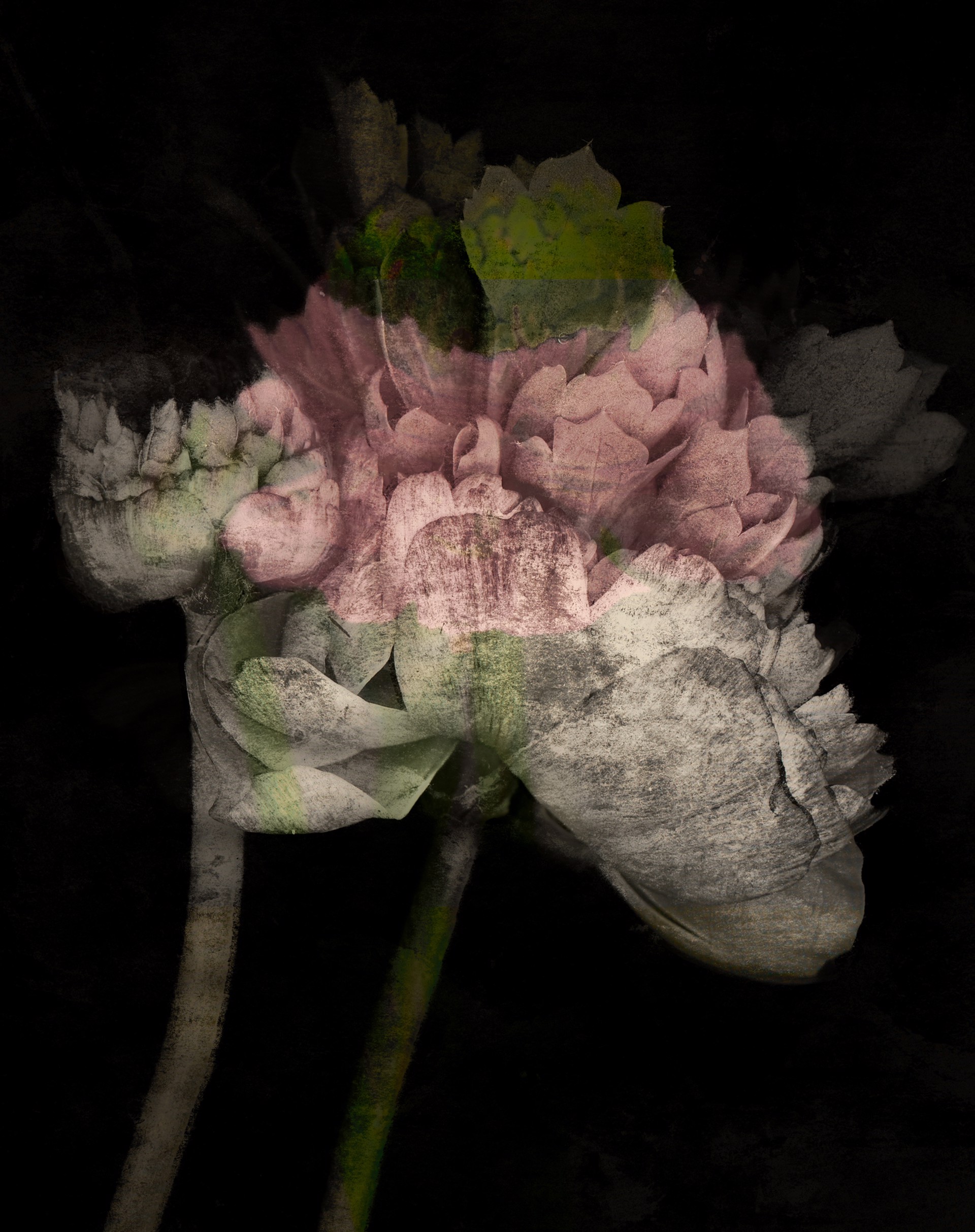 Attenuated Flora 3 by Jennifer Pritchard