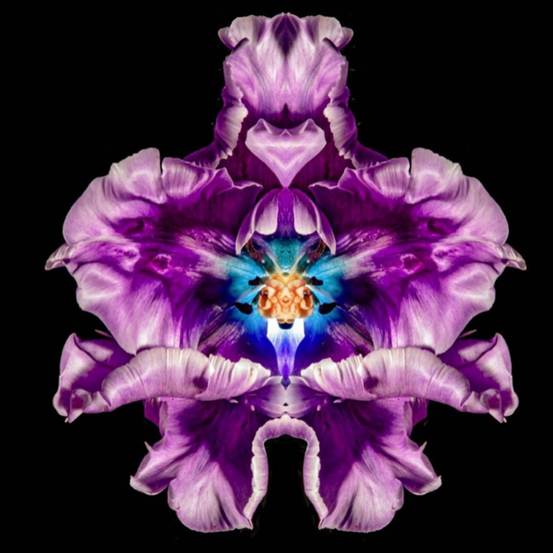 Purple Flower by Jeff Robb