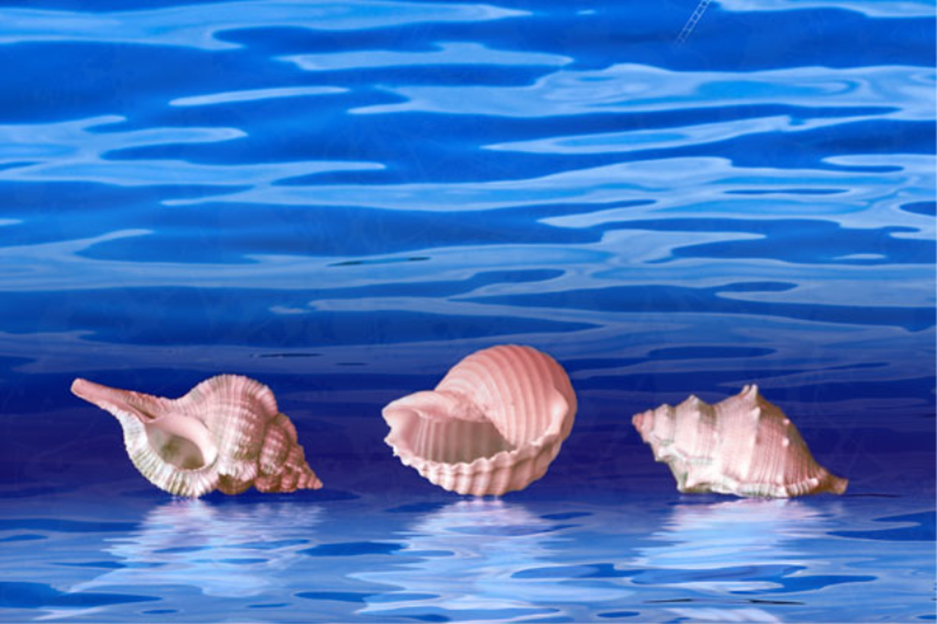 Three Sea Shells by Yankel Ginzburg