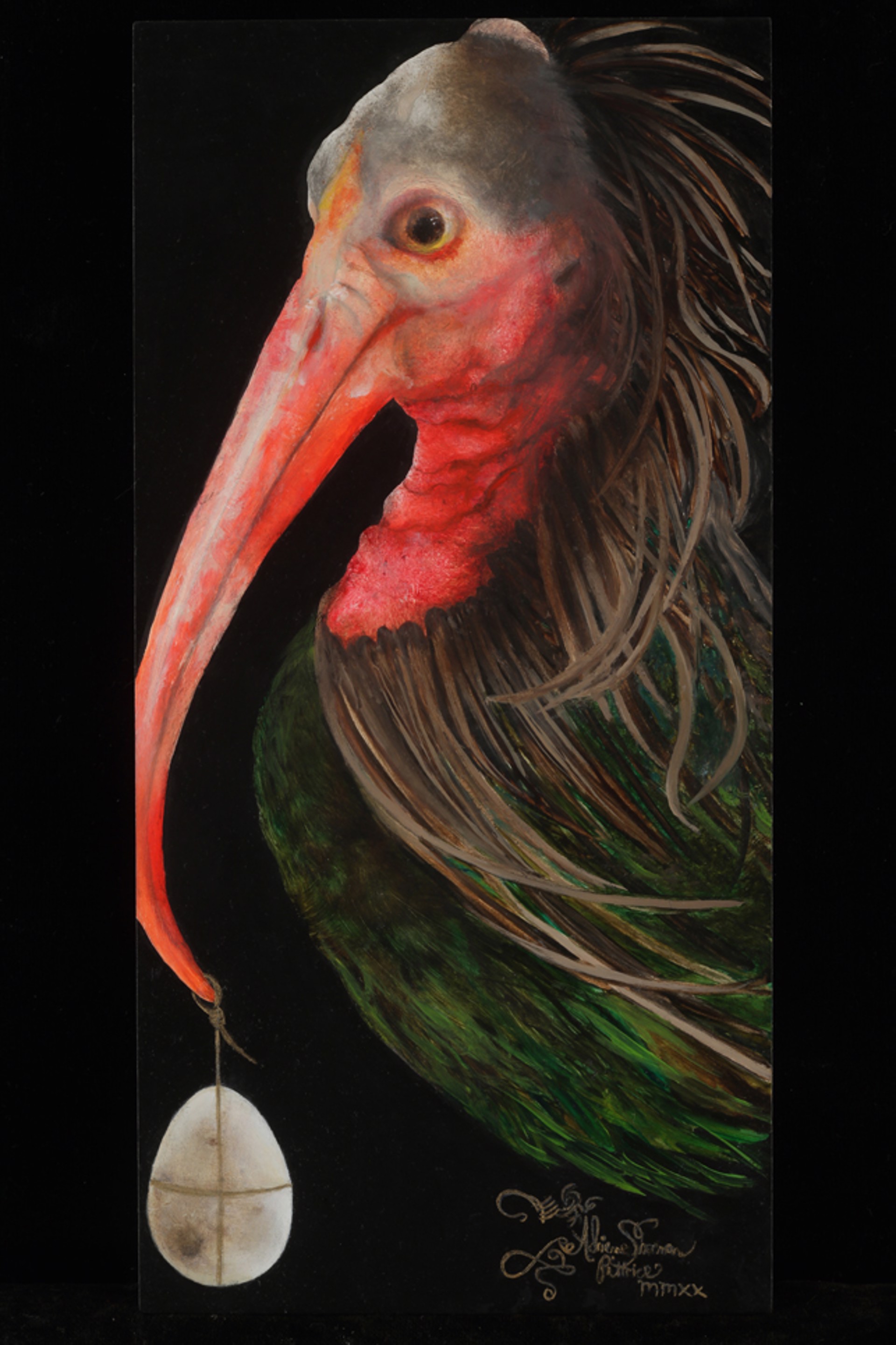 Northern Bald Ibis (Geronticus eremita) by Adrienne Sherman