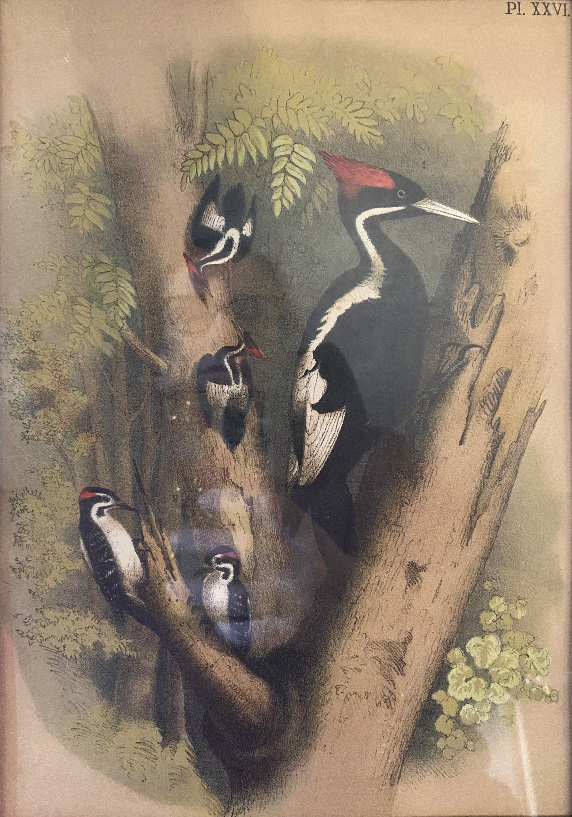 Woodpeckers (1 of 3) by Jacob Studer