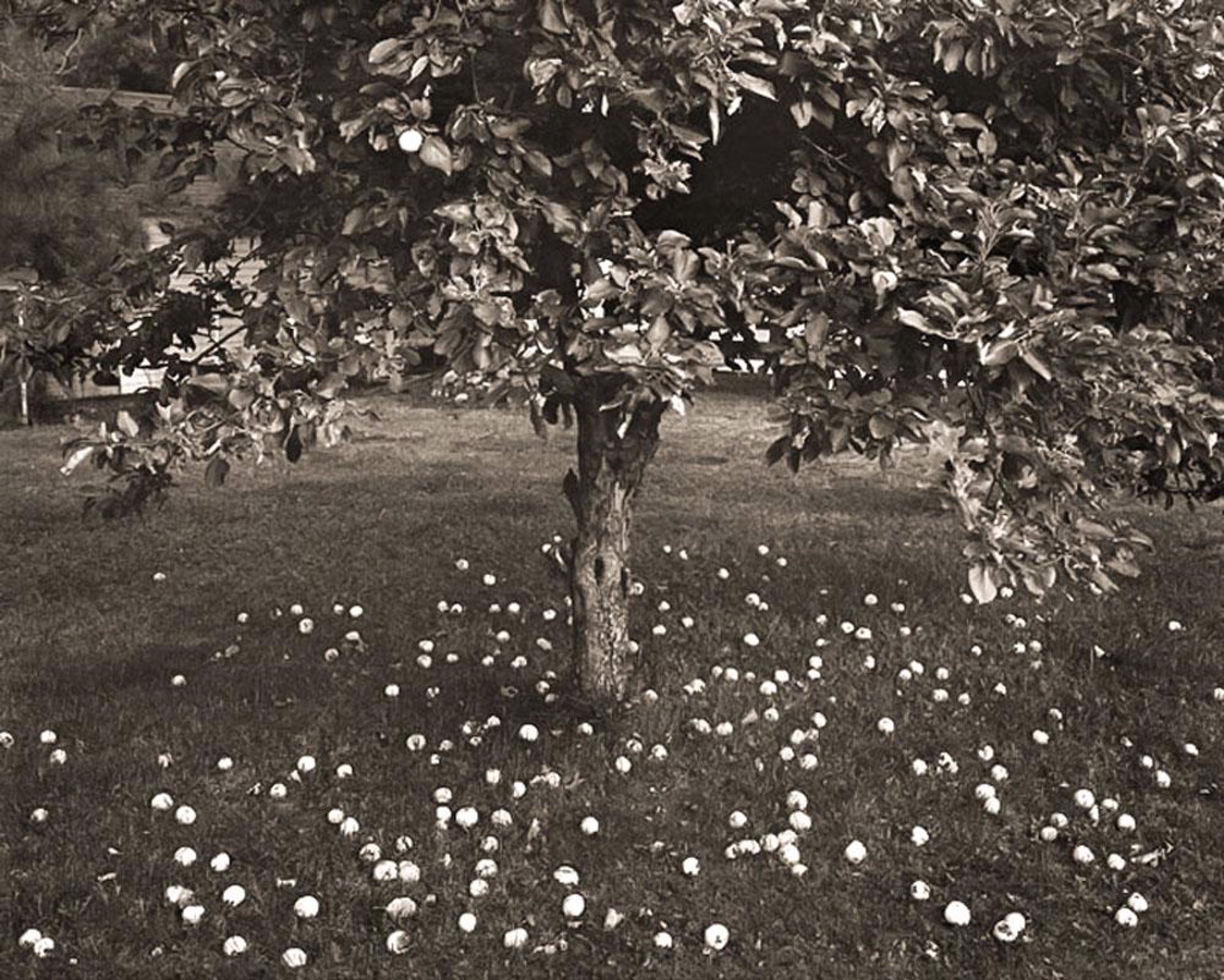 (#273) Apple Tree Northern Michigan, by Frank Hunter