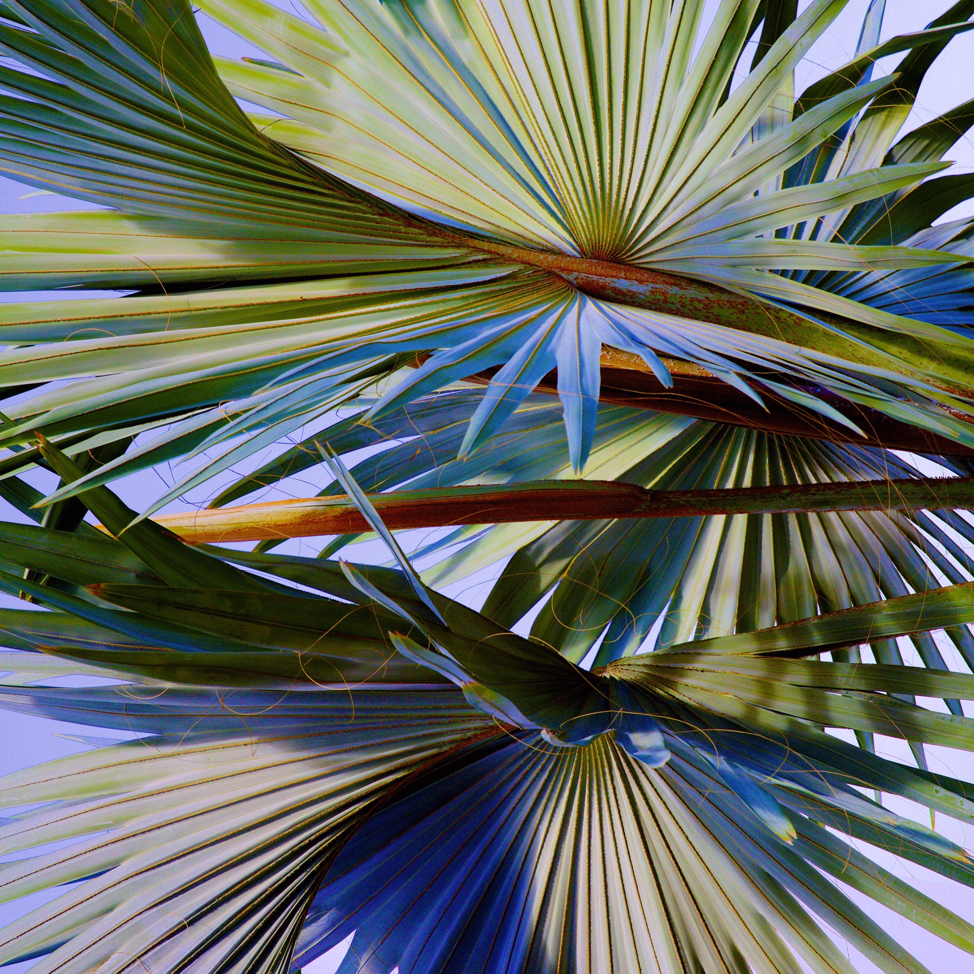 Palm Fronds I  (Custom Sizes and Framing Also Available) by Lynn Savarese