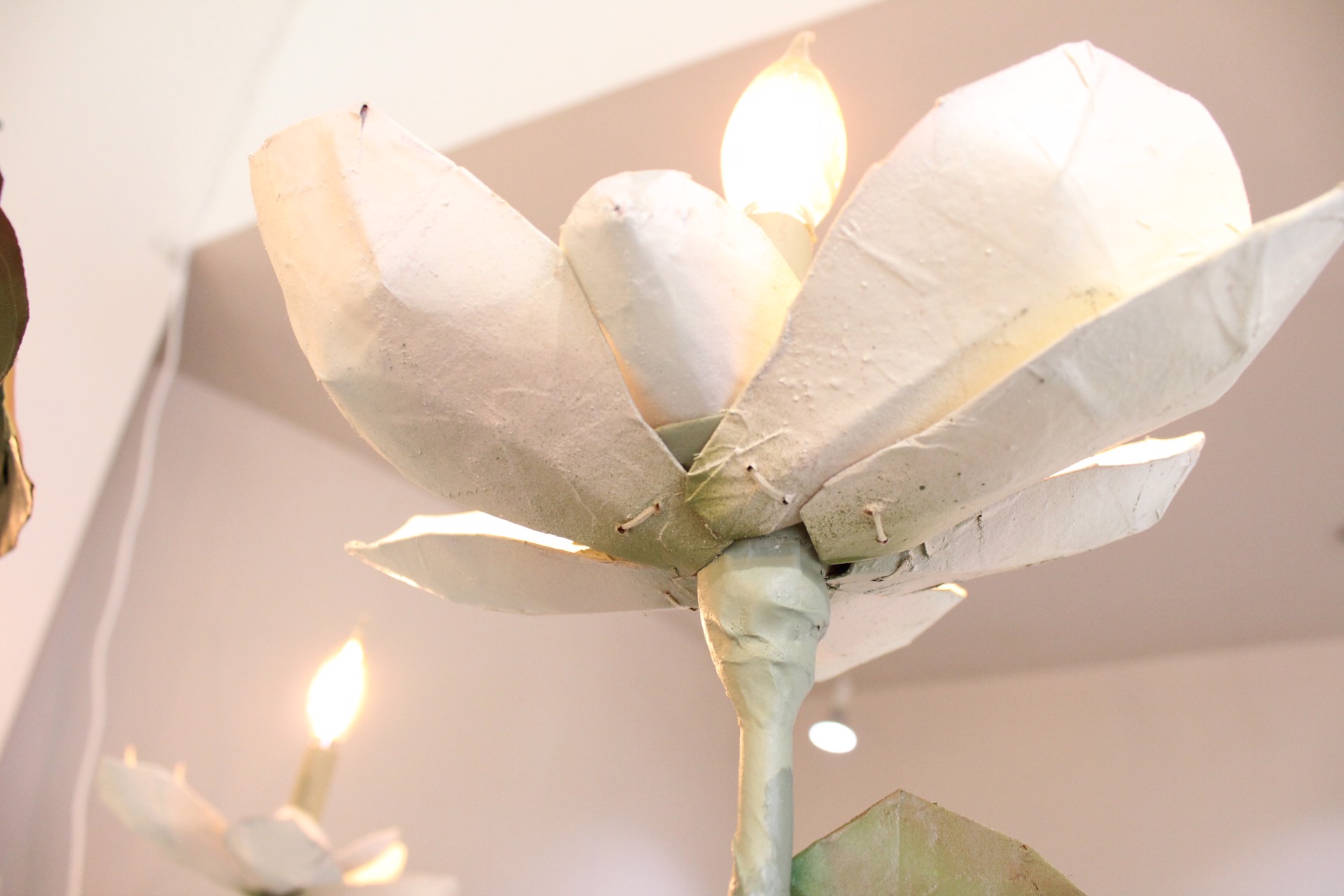 Magnolia by Pippin Frisbie-Calder
