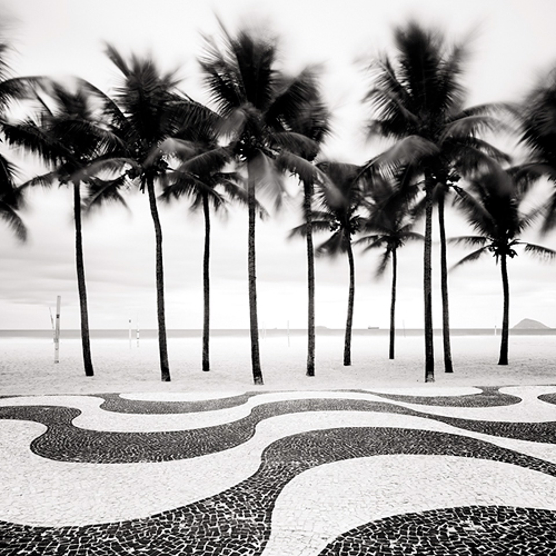 Copacabana Palms by Josef Hoflehner