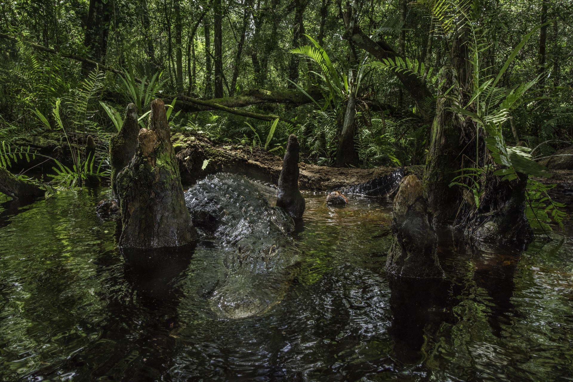 Swamp Gator by Carlton Ward Photography