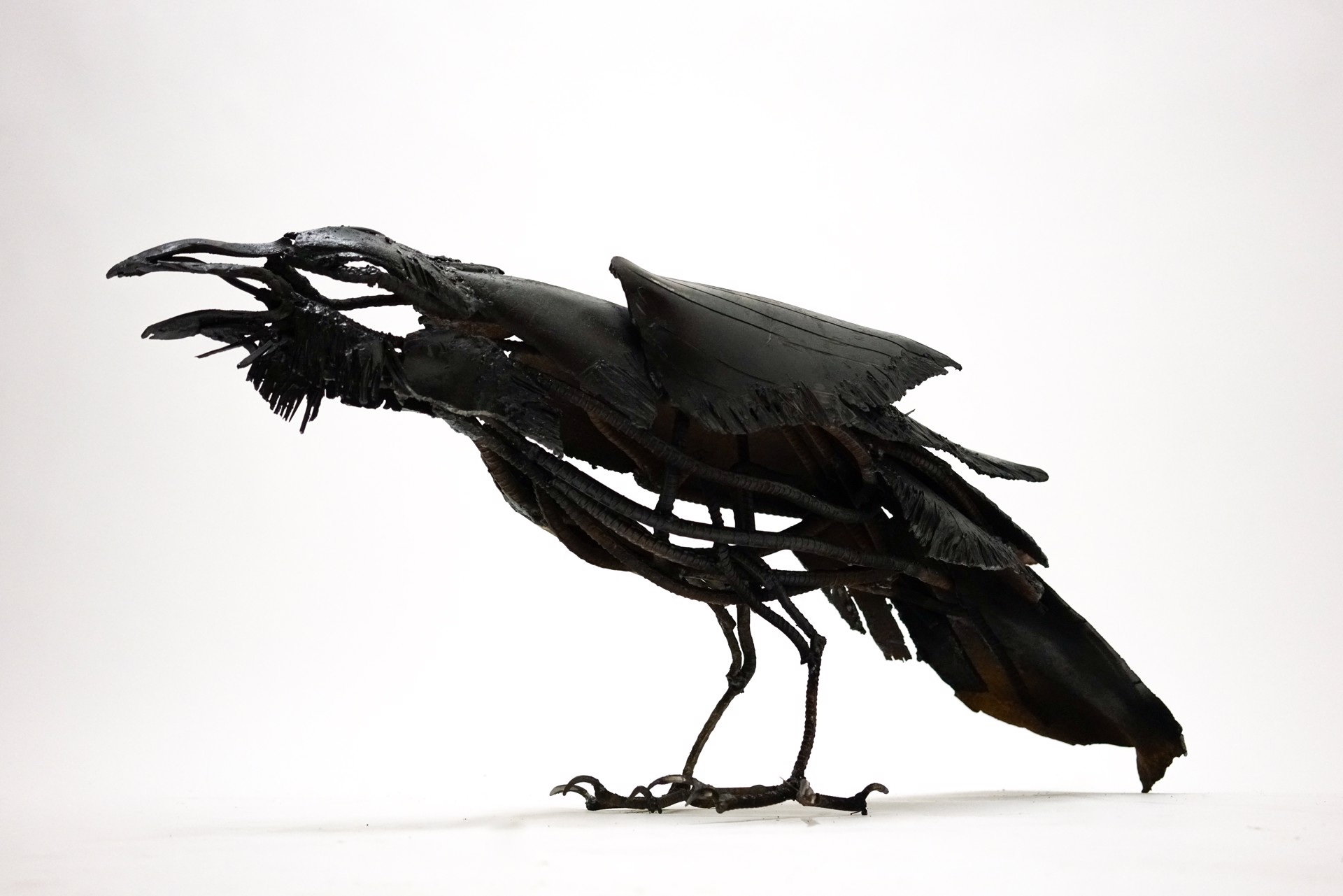 Raven Cawing by Wendy Klemperer