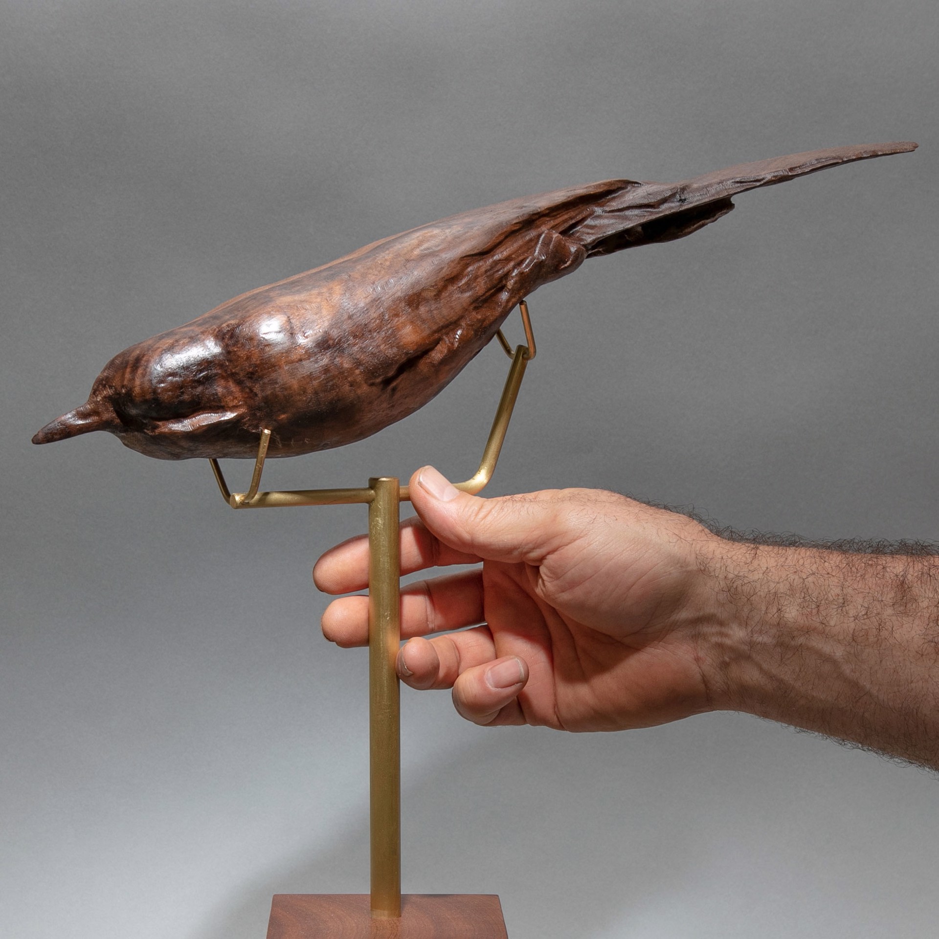 Specimen #28 - Laughingthrush by Dana Younger