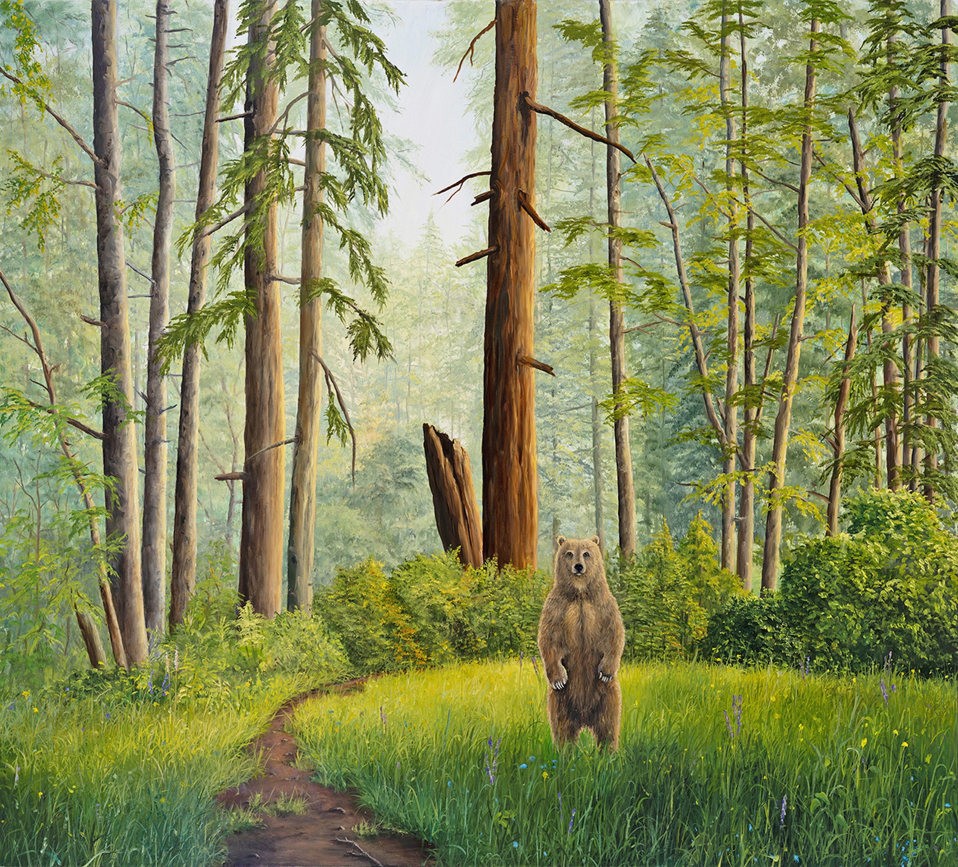 Redwood by Robert Bissell