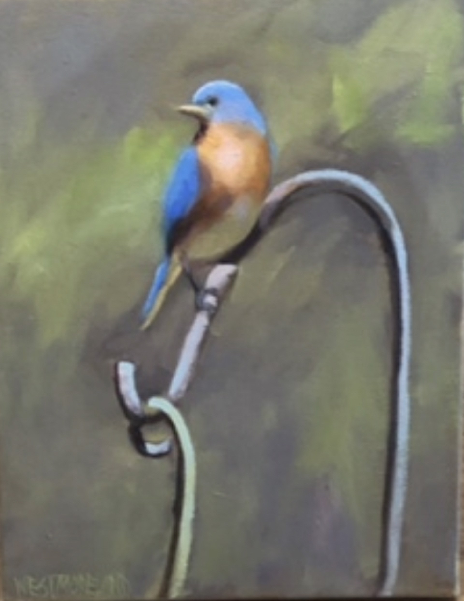 Backyard Blue Bird by Susan Westmoreland
