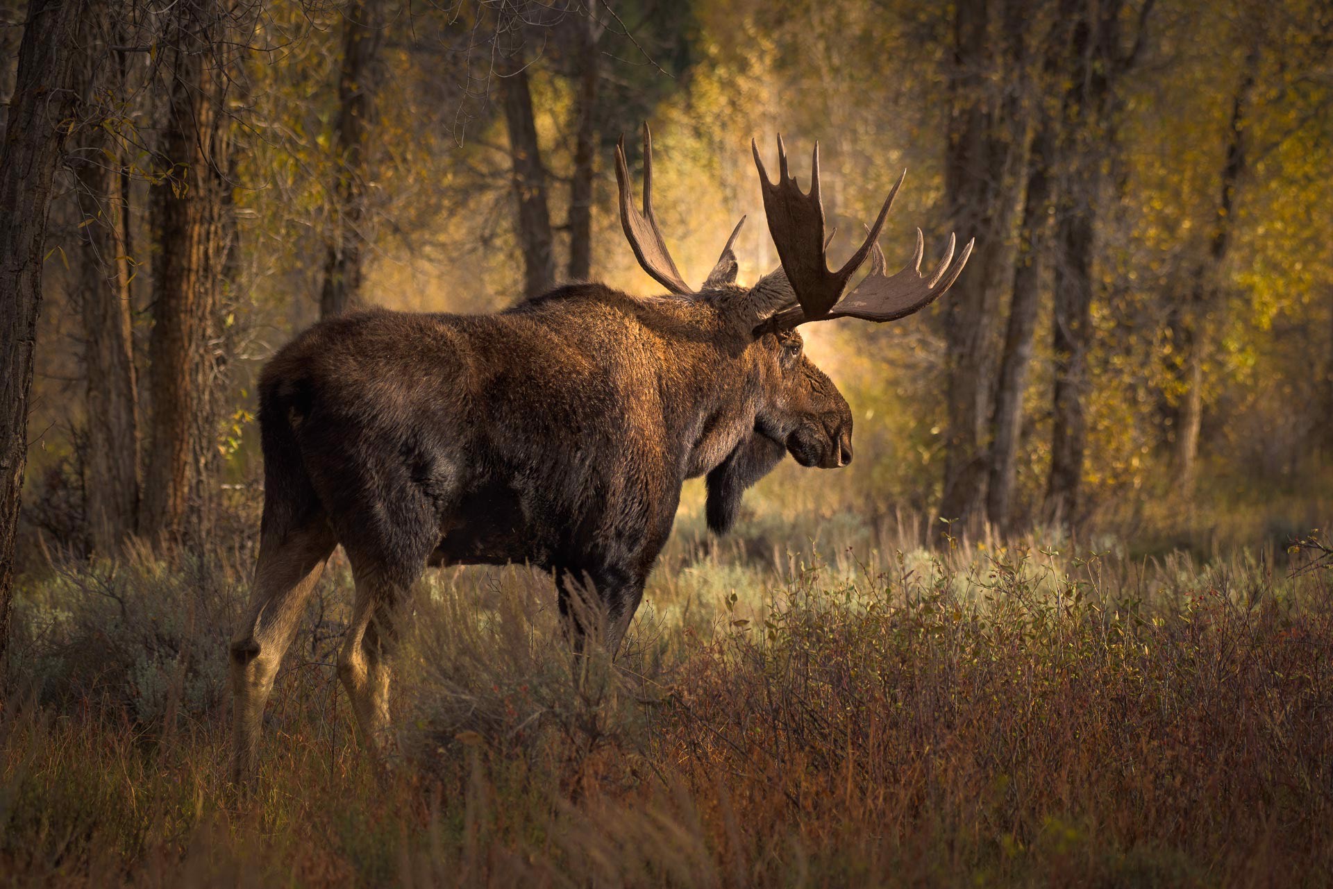 Original Limited Edition Photography Of A Bull Moose In The Forest By Dwight Vasel Available At Gallery Wild