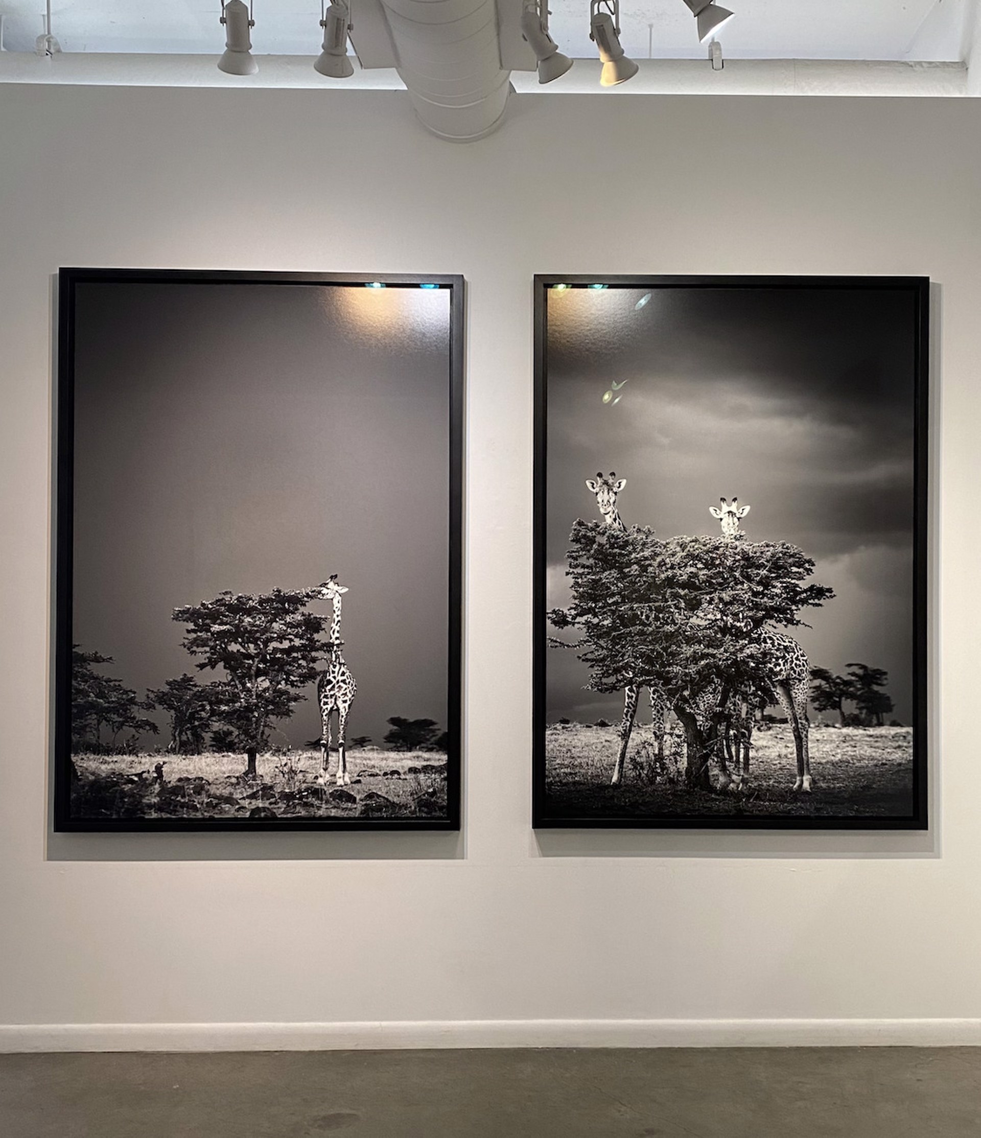 Black Sky by Griet Van Malderen