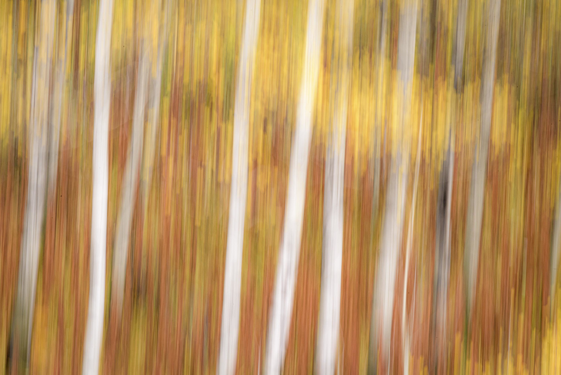 Abstract Fine Art Photography Printed On Metal Featuring Fall Orange And Yellow Leaves On White Aspen Trees, Limited Edition By Dwight Vasel