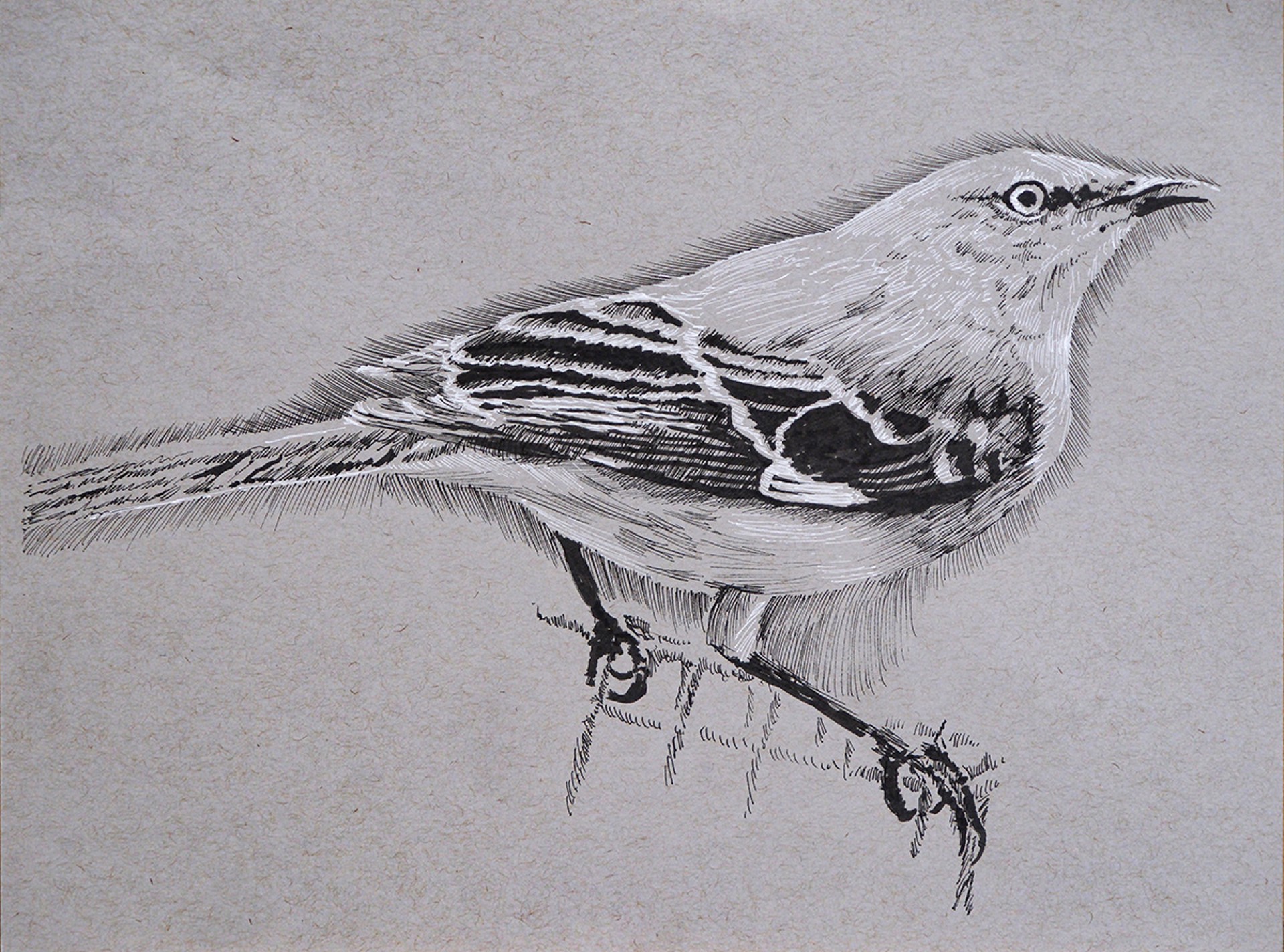 Mocking Bird by Ed Ford