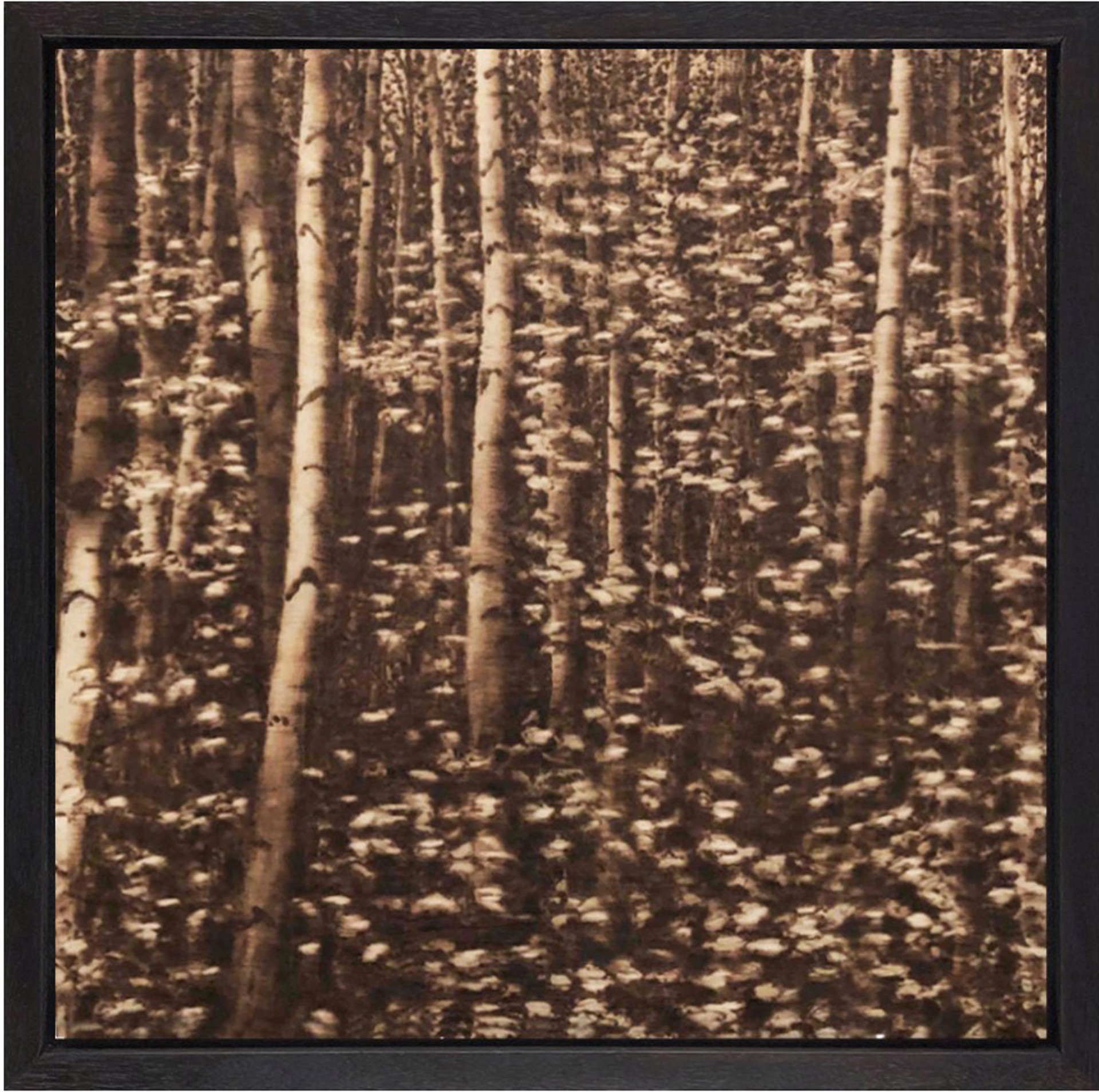 Summer Birches by Paul Chojnowski