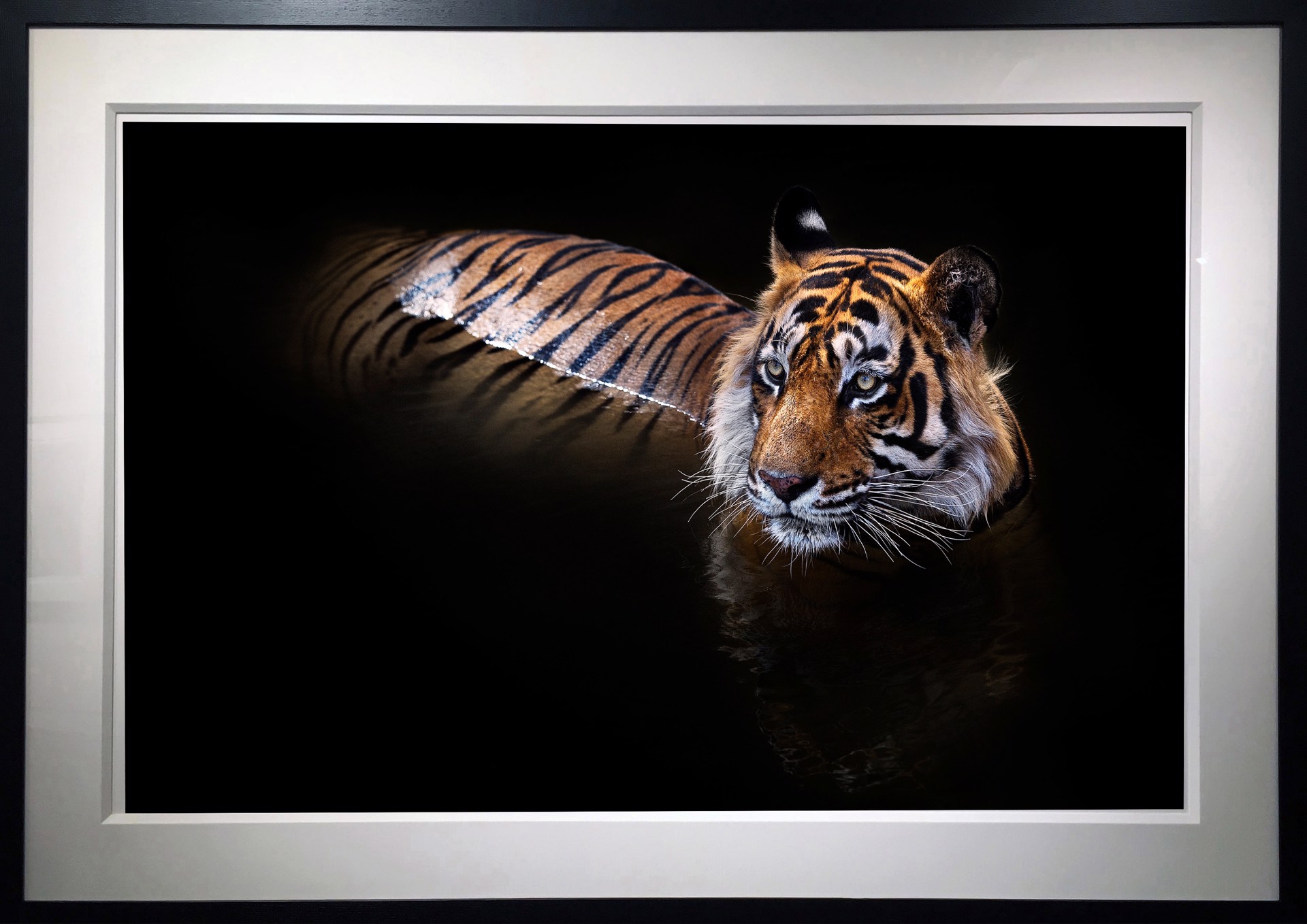 The Killer - Color by David Yarrow