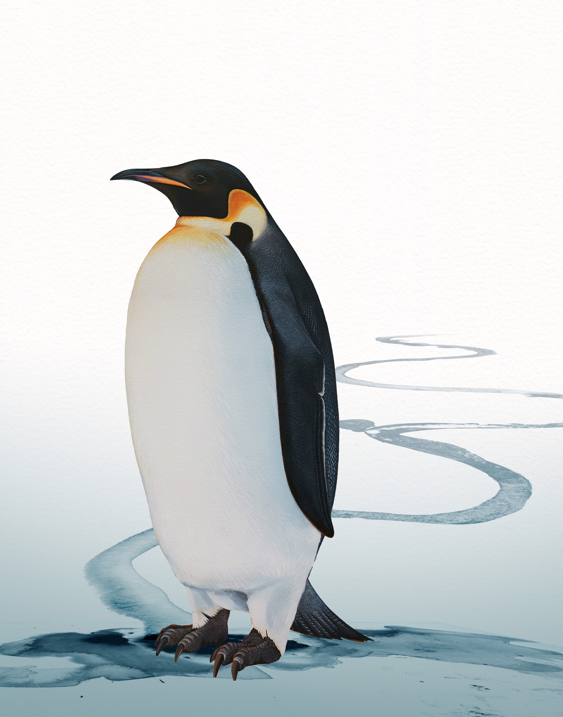 Emperor Penguin by Jane Kim