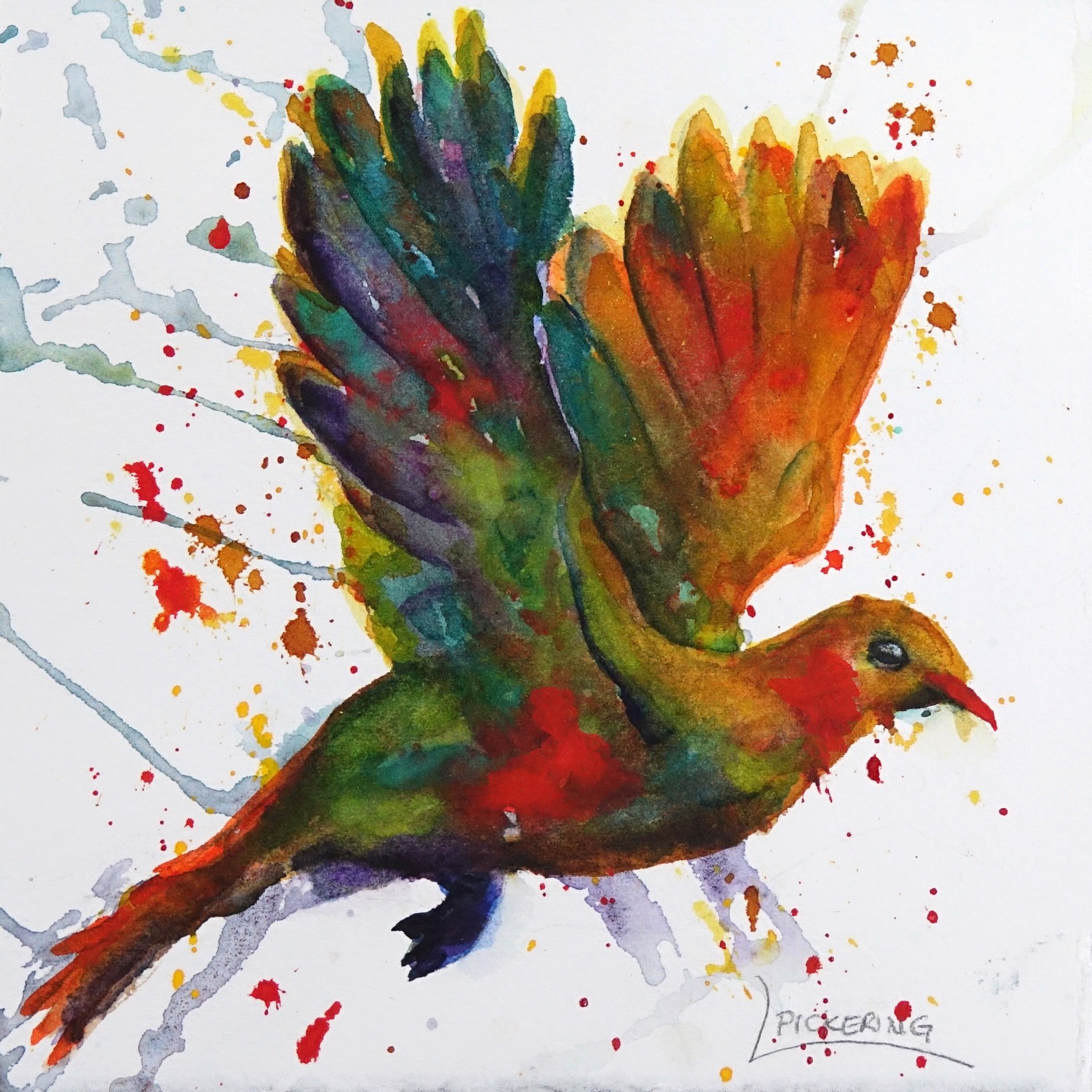 Colorful Dove by Laura Pickering