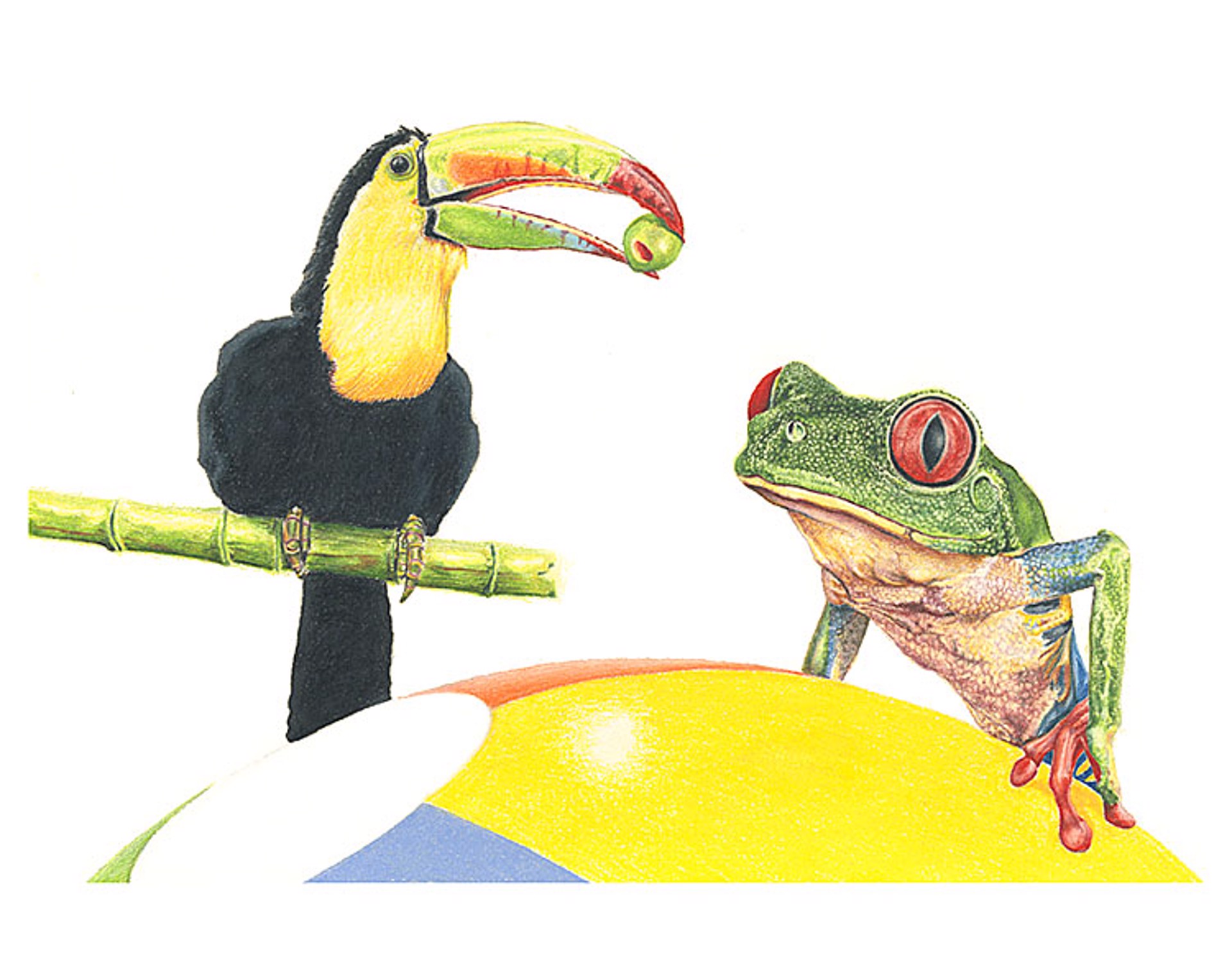 Toucan With Frog (Unframed Print) by Paul Van Heest