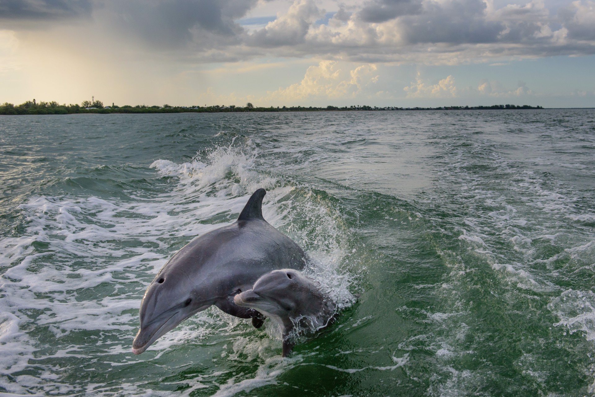 Boca Grande Dolphins by Carlton Ward Photography
