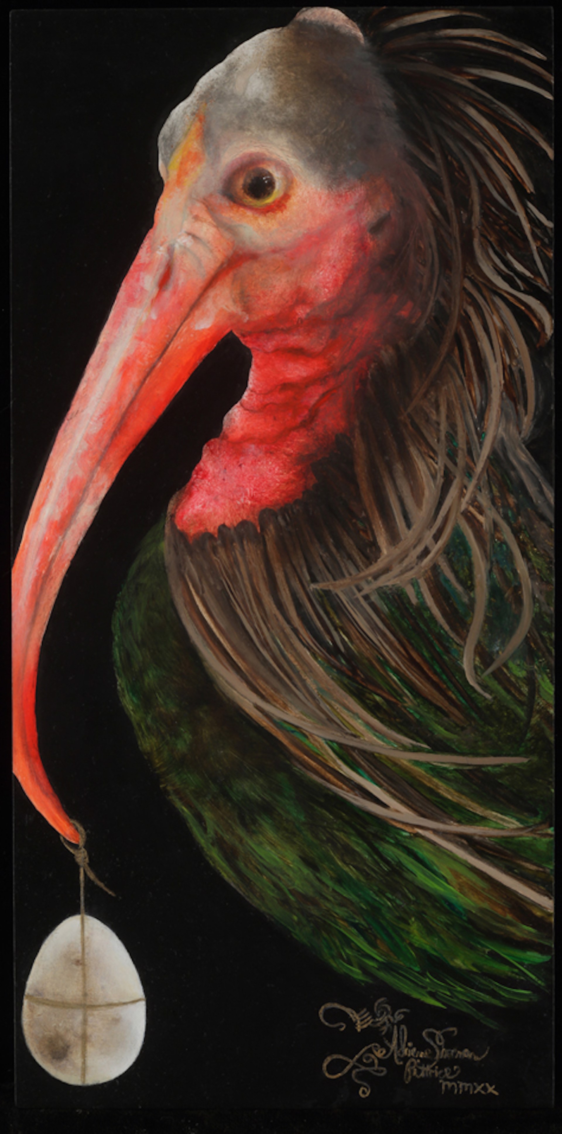 Northern Bald Ibis (Geronticus eremita) by Adrienne Sherman