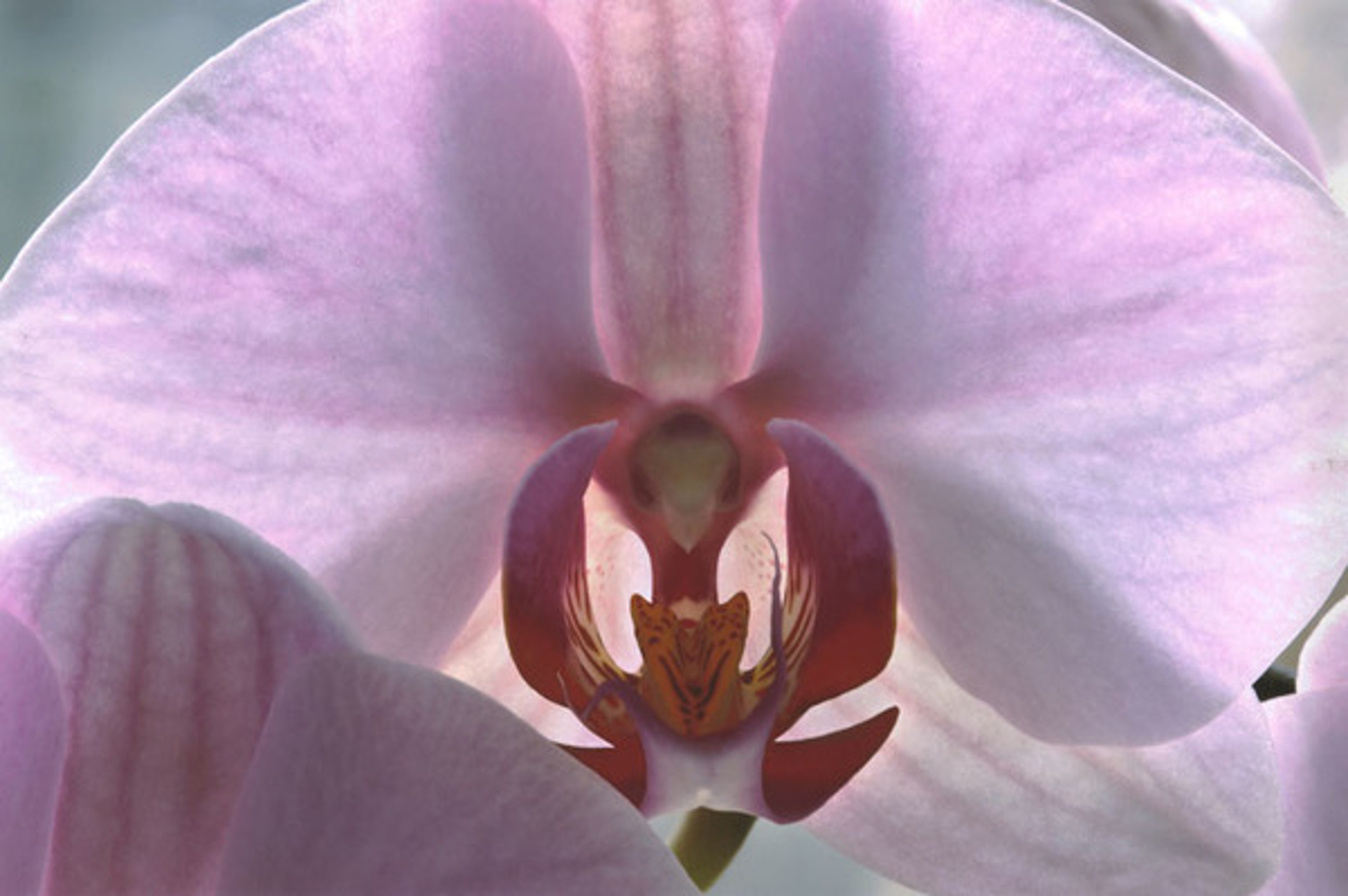 Orchid #22 by Murray Weiss