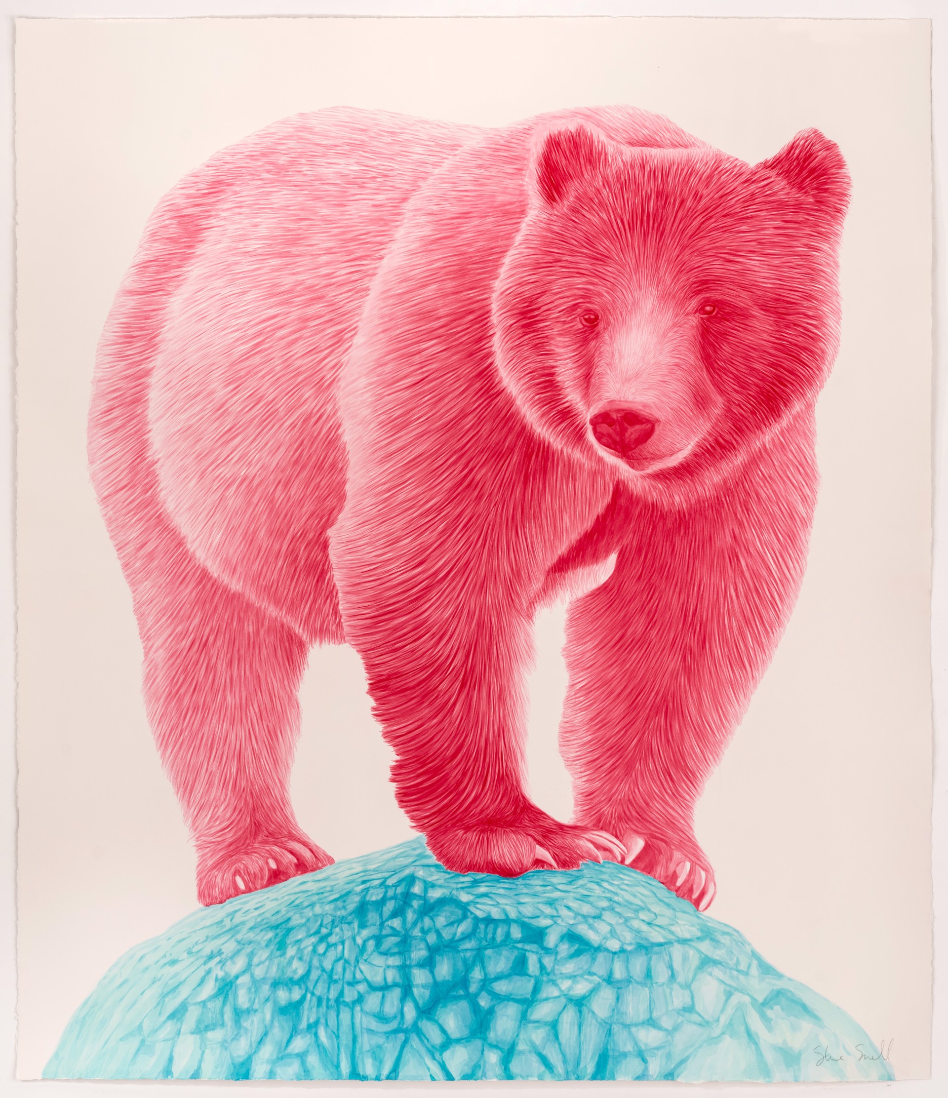 Magenta Bear by Steve Snell