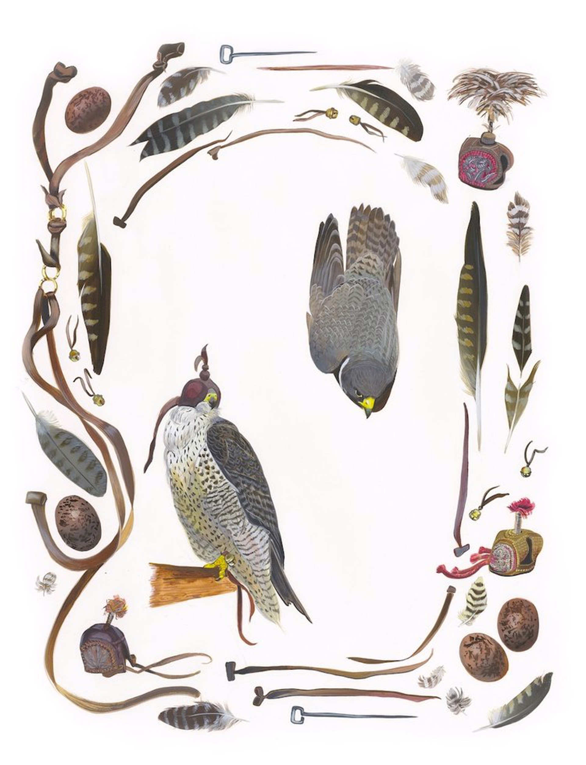 Birds of Shakespeare: Peregrine Falcon (Falco peregrinus) by Missy Dunaway