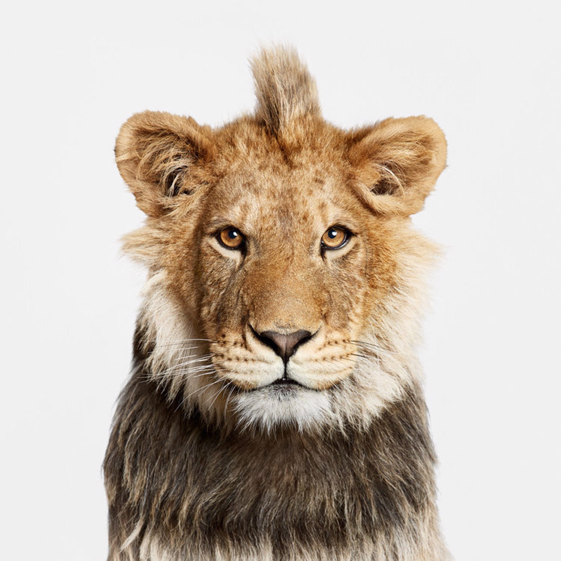 Young Lion by Randal Ford