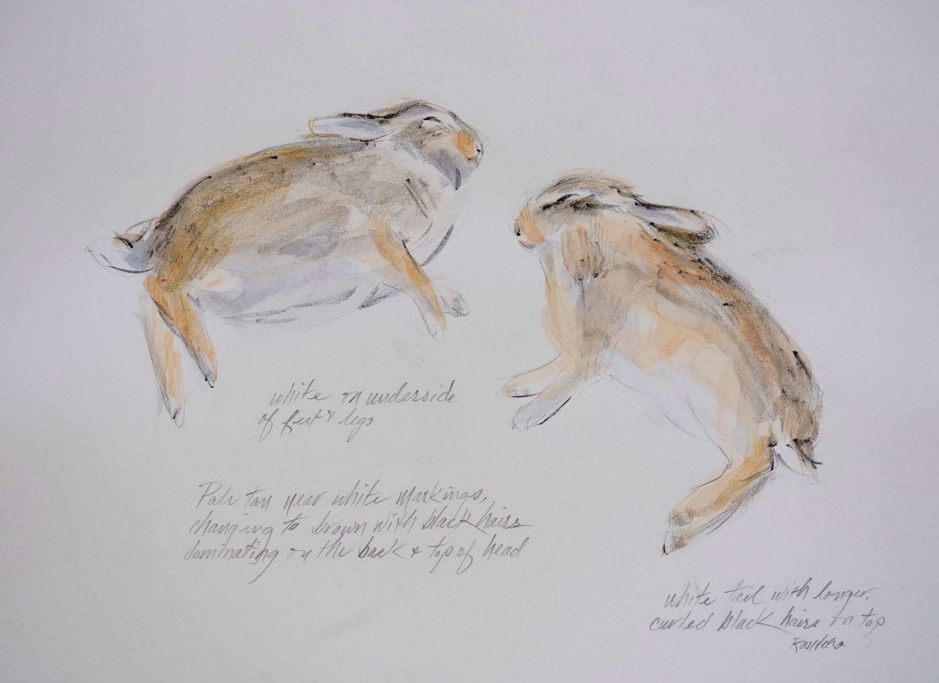 Cottontail Study #2 by Randena Walsh