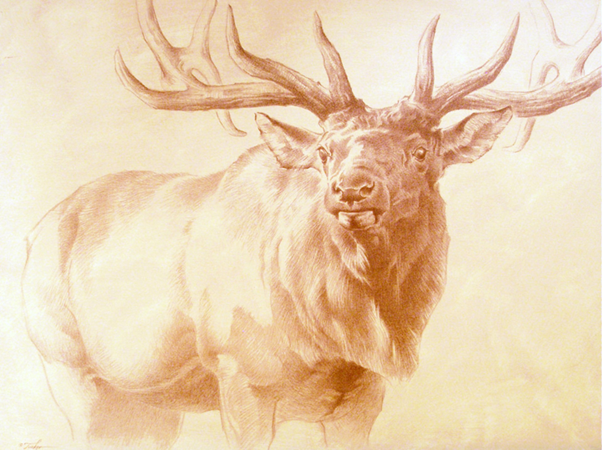 Elk Drawing by Ezra Tucker