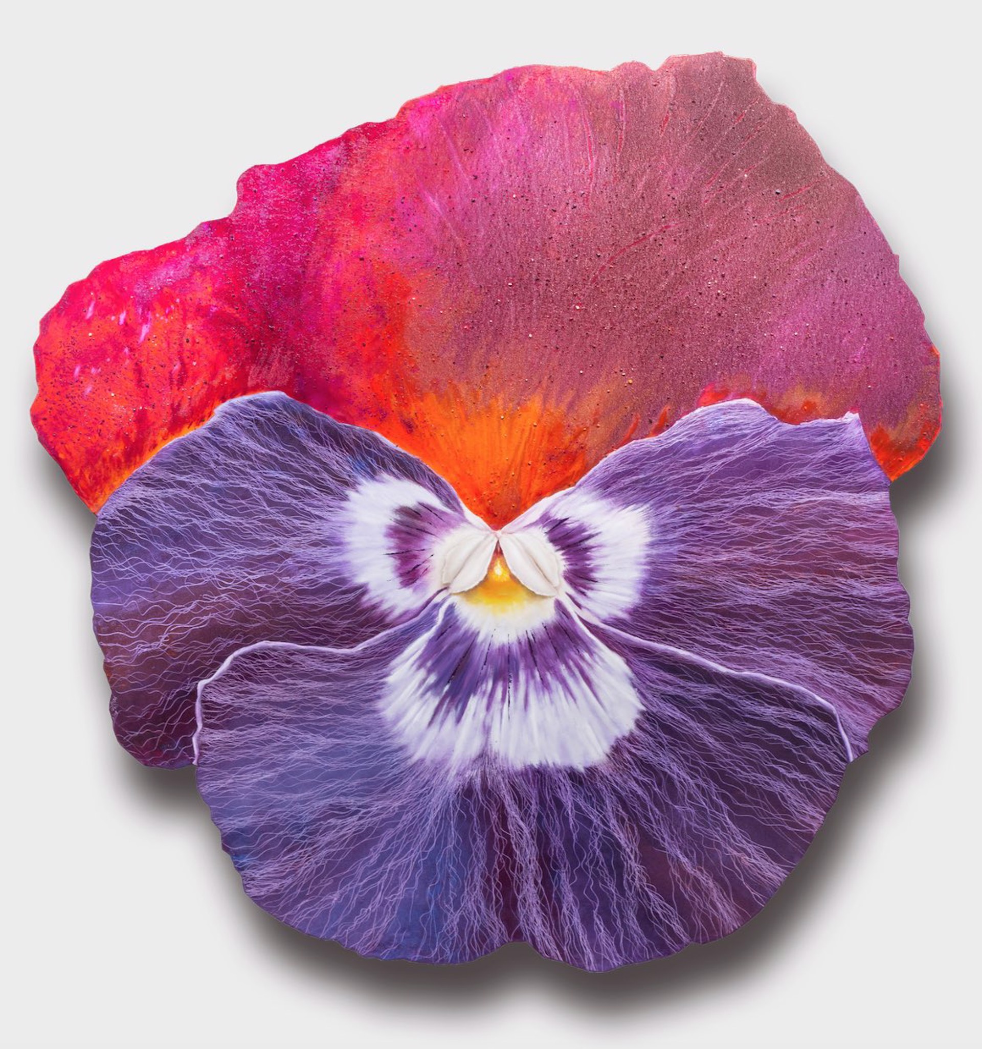 Pansy by Leigh Wen