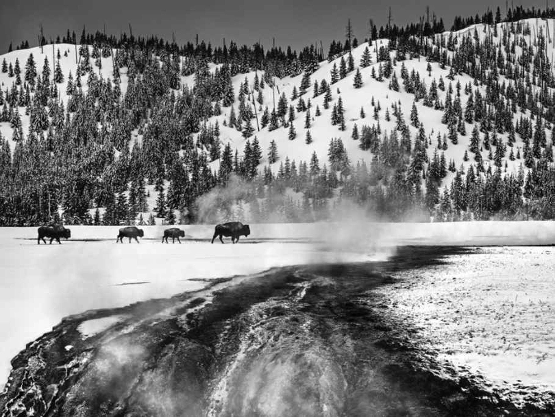 Yellowstone by David Yarrow