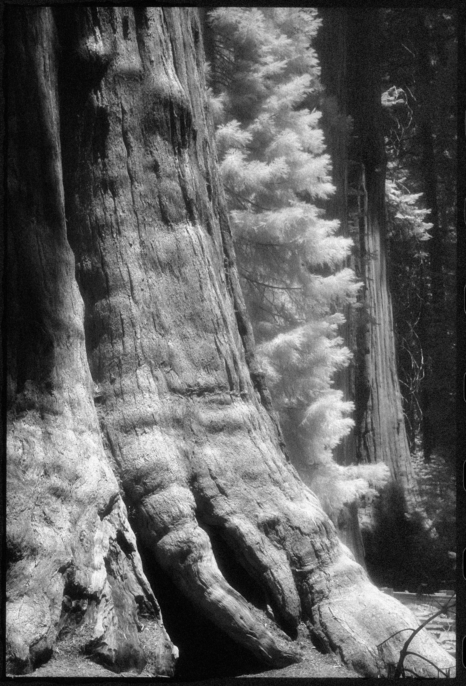 Sequoia National Park , CA by Edward C. Alfano