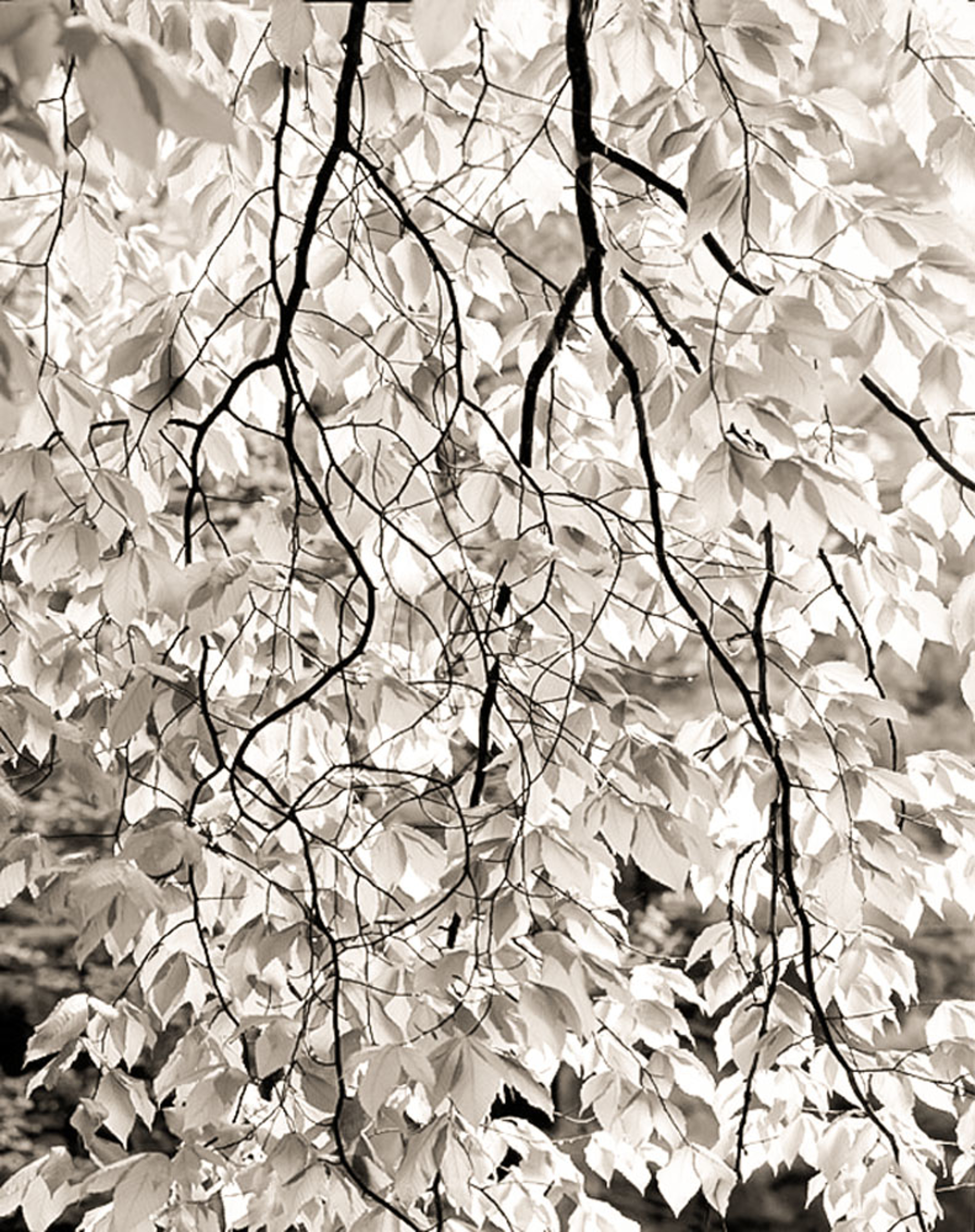 (#269) Cascade of Beech Leaves by Frank Hunter