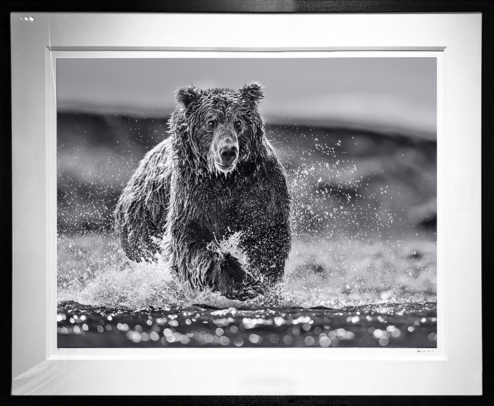 The Happy Bear by David Yarrow