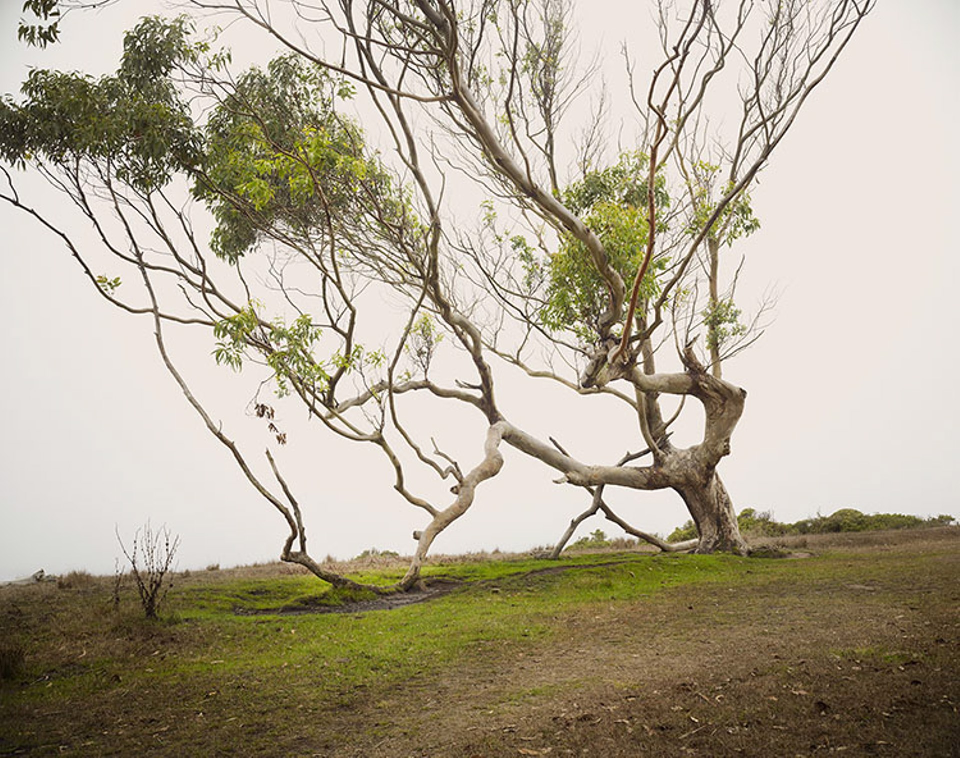 Eucalyptus by Markham Johnson