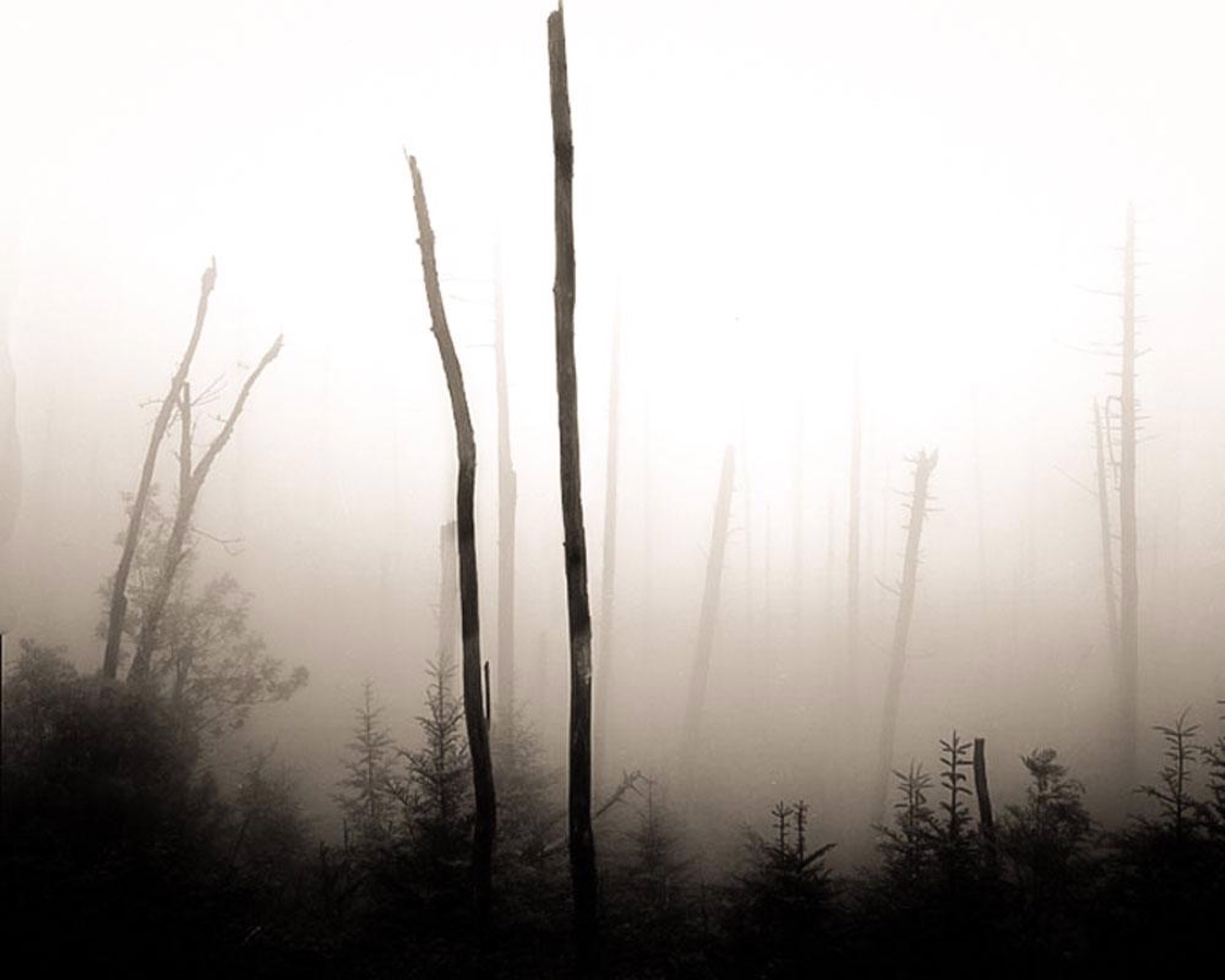 (#145) Two Trees in the Fog Mt. Mitchel, NC by Frank Hunter