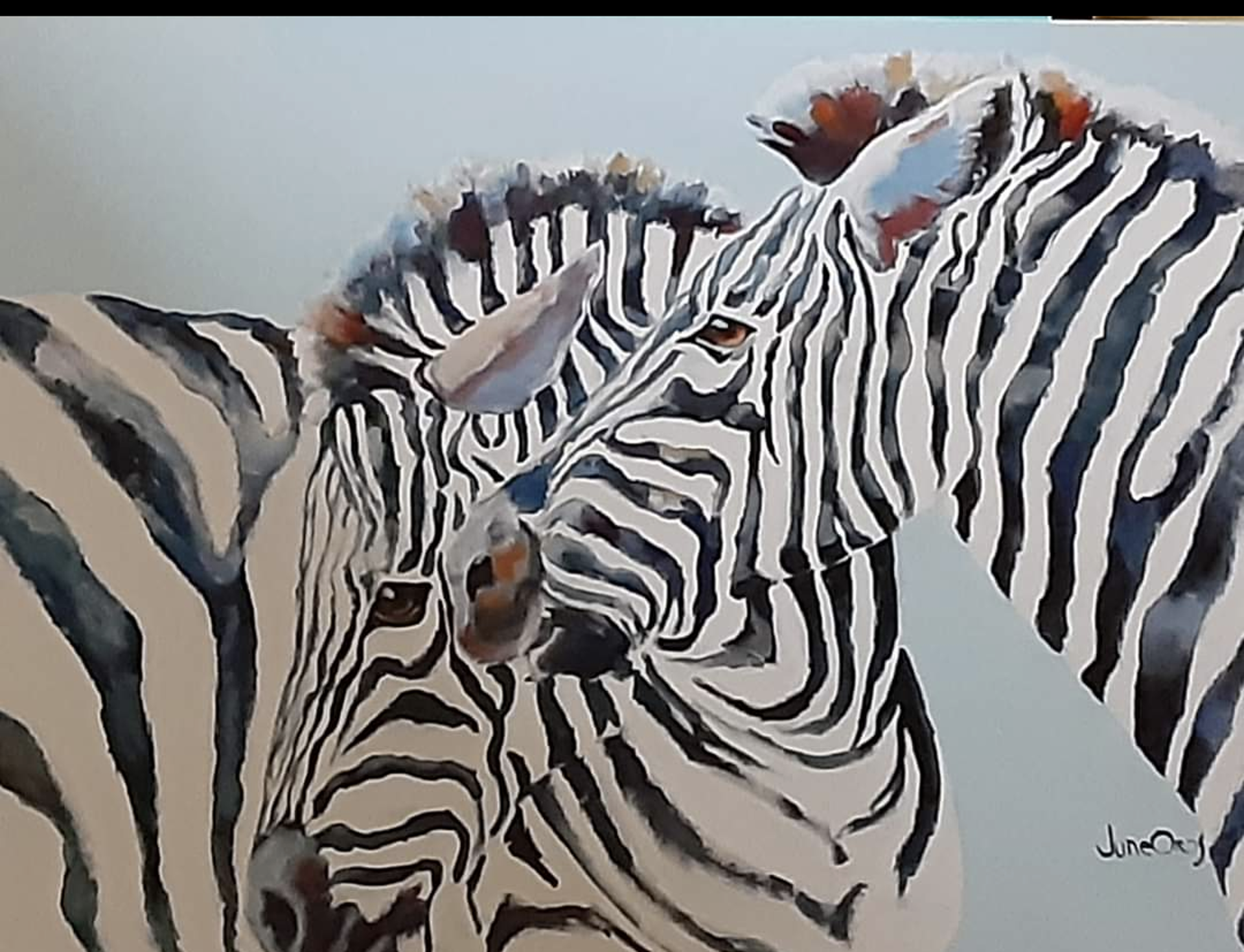 Zebras by June Oros