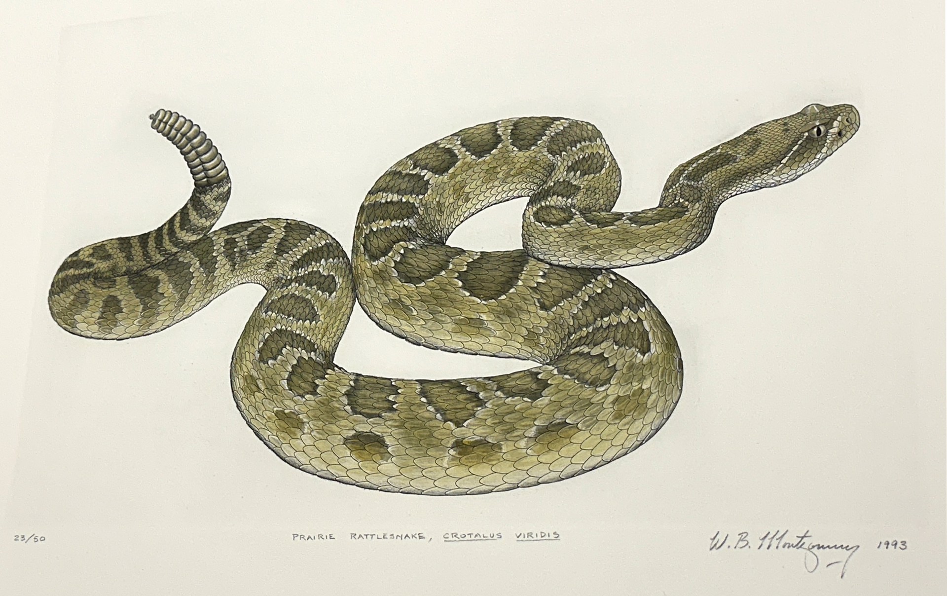 Prairie Rattlesnake by William Montgomery