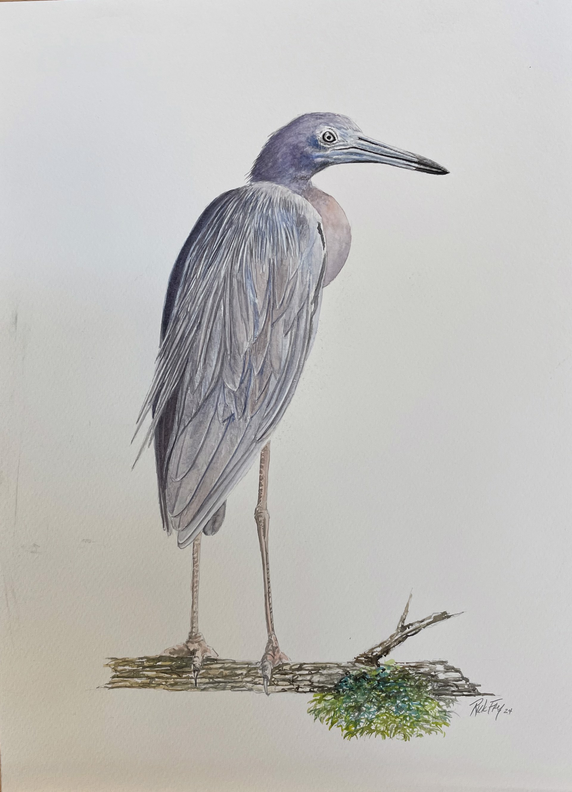Little Blue Heron by Rick Fry